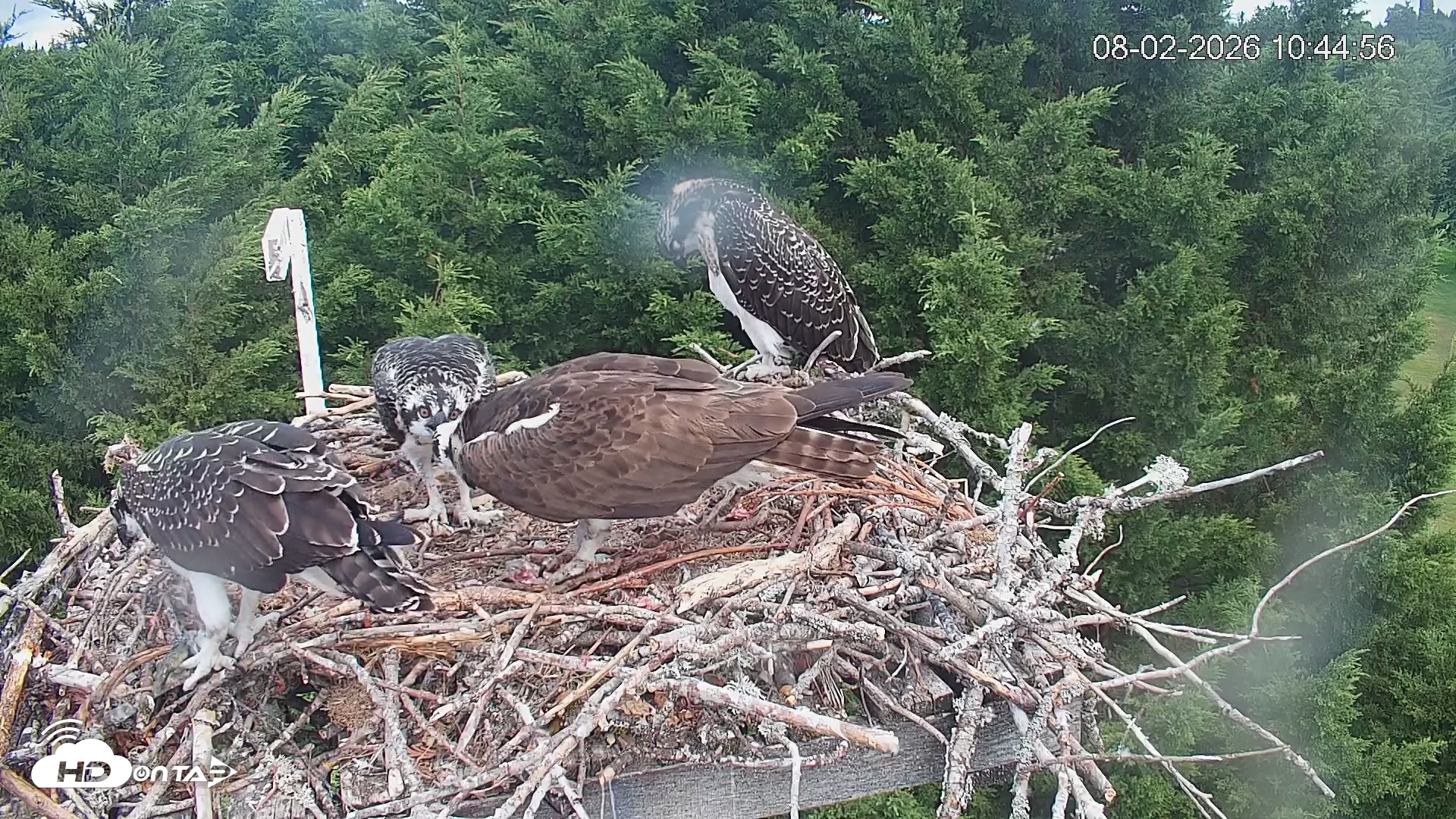 Snapshot of Medina Washington Live Osprey Nest Webcam taken Aug 2, 2026, 10:45am PDT