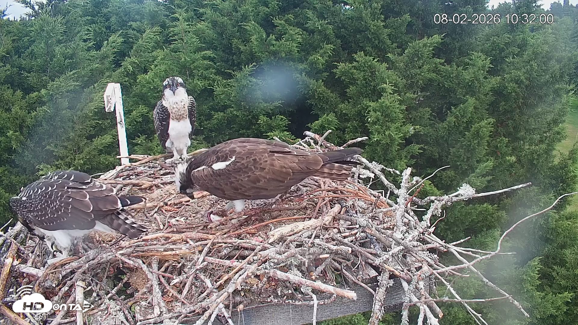 Snapshot of Medina Washington Live Osprey Nest Webcam taken Aug 2, 2026, 10:32am PDT