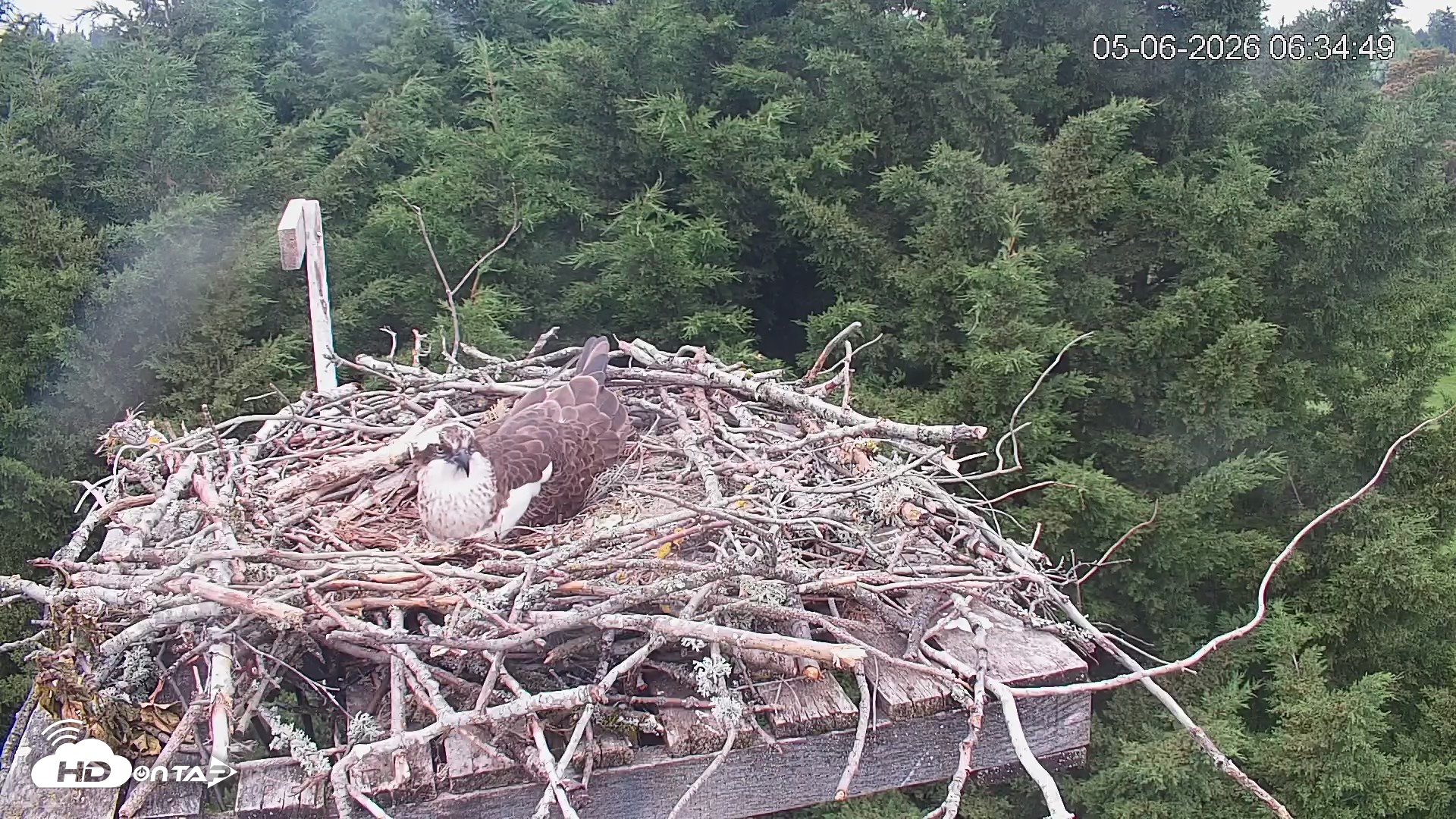 Snapshot of Medina Washington Live Osprey Nest Webcam taken May 6, 2026, 6:35am PDT