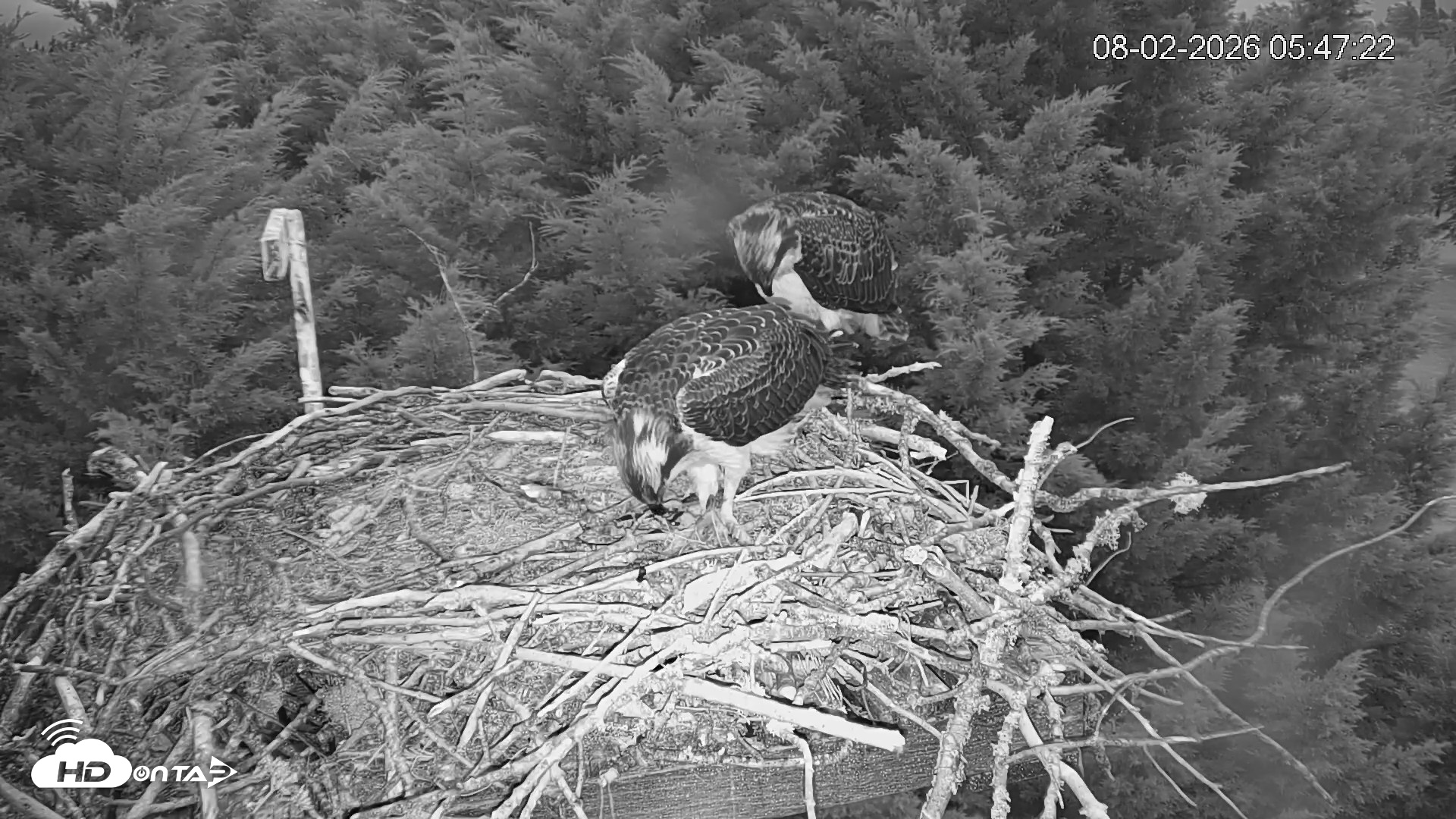 Snapshot of Medina Washington Live Osprey Nest Webcam taken Aug 2, 2026, 5:48am PDT