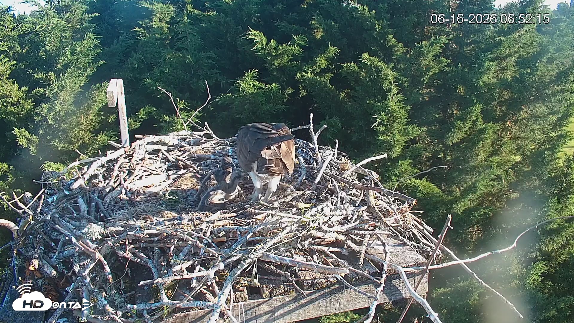 Snapshot of Medina Washington Live Osprey Nest Webcam taken Jun 16, 2026, 6:53am PDT