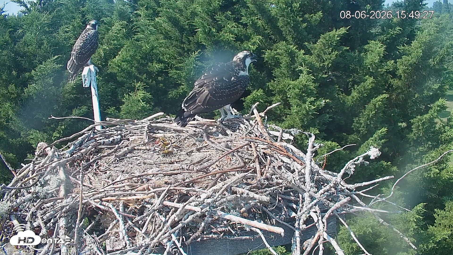 Snapshot of Medina Washington Live Osprey Nest Webcam taken Aug 6, 2026, 3:50pm PDT