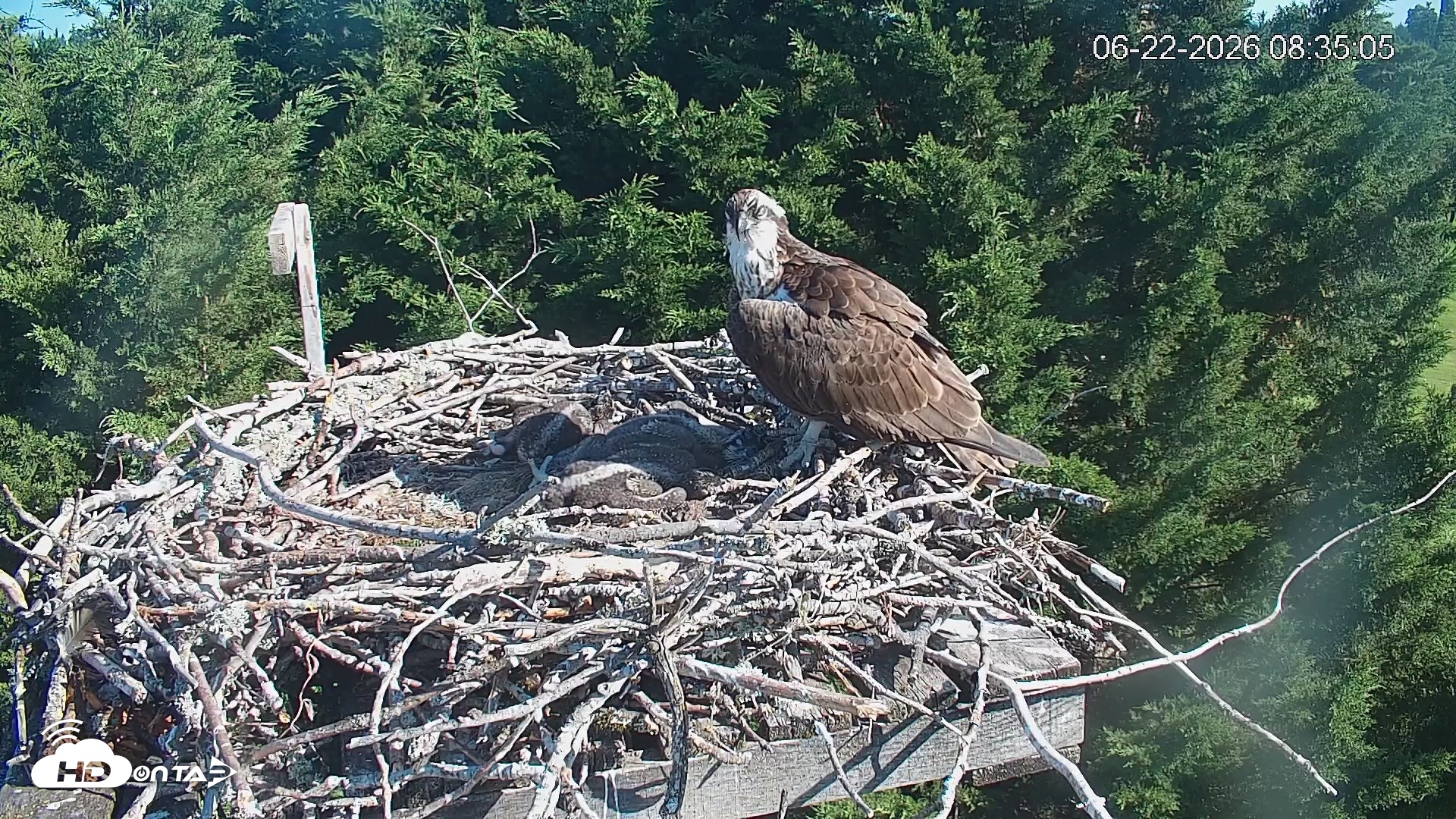 Snapshot of Medina Washington Live Osprey Nest Webcam taken Jun 22, 2026, 8:35am PDT