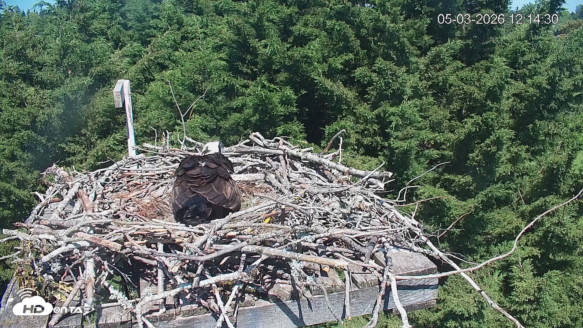 Snapshot of Medina Washington Live Osprey Nest Webcam taken May 3, 2026, 12:15pm PDT