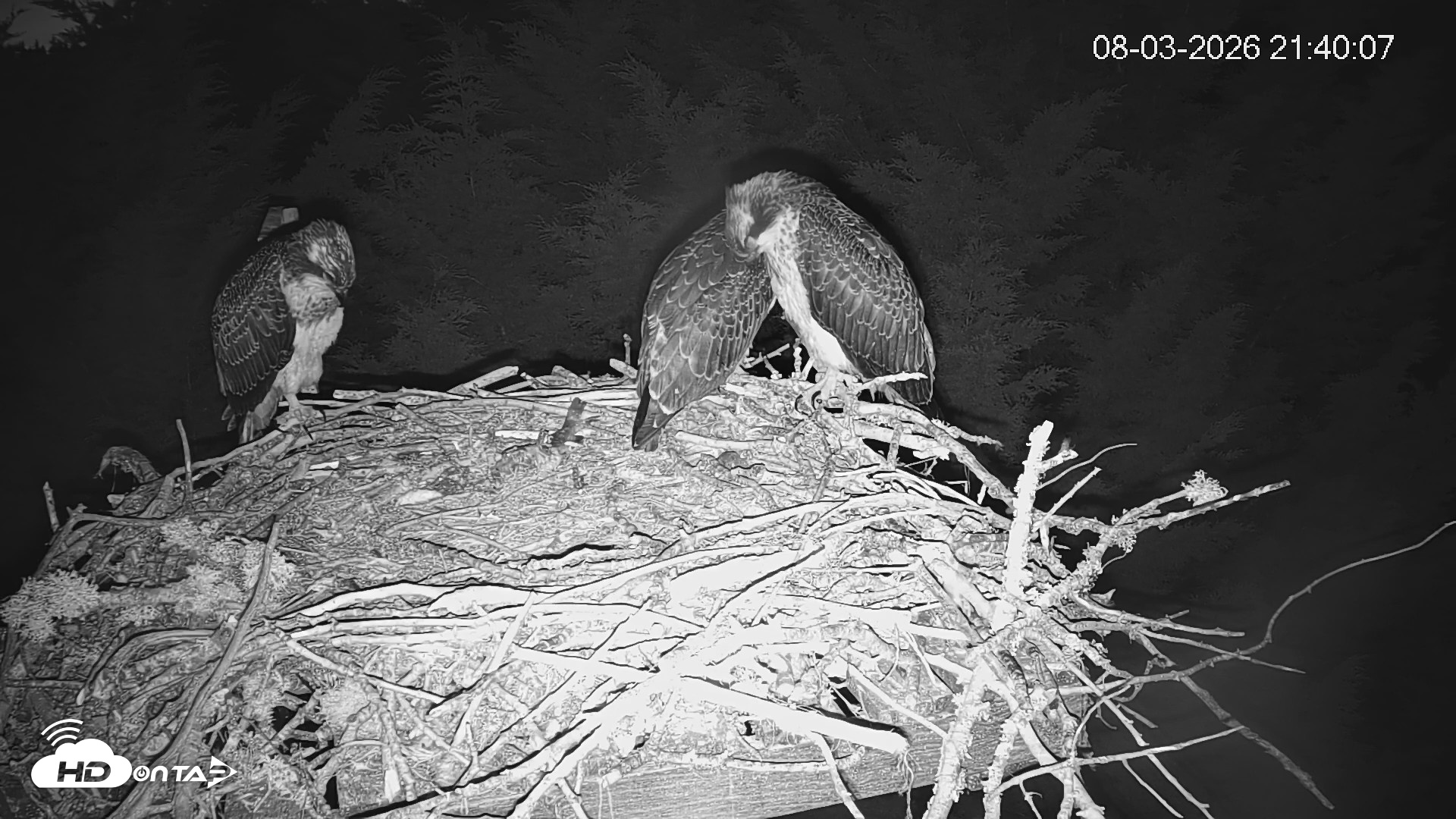 Snapshot of Medina Washington Live Osprey Nest Webcam taken Aug 3, 2026, 9:40pm PDT