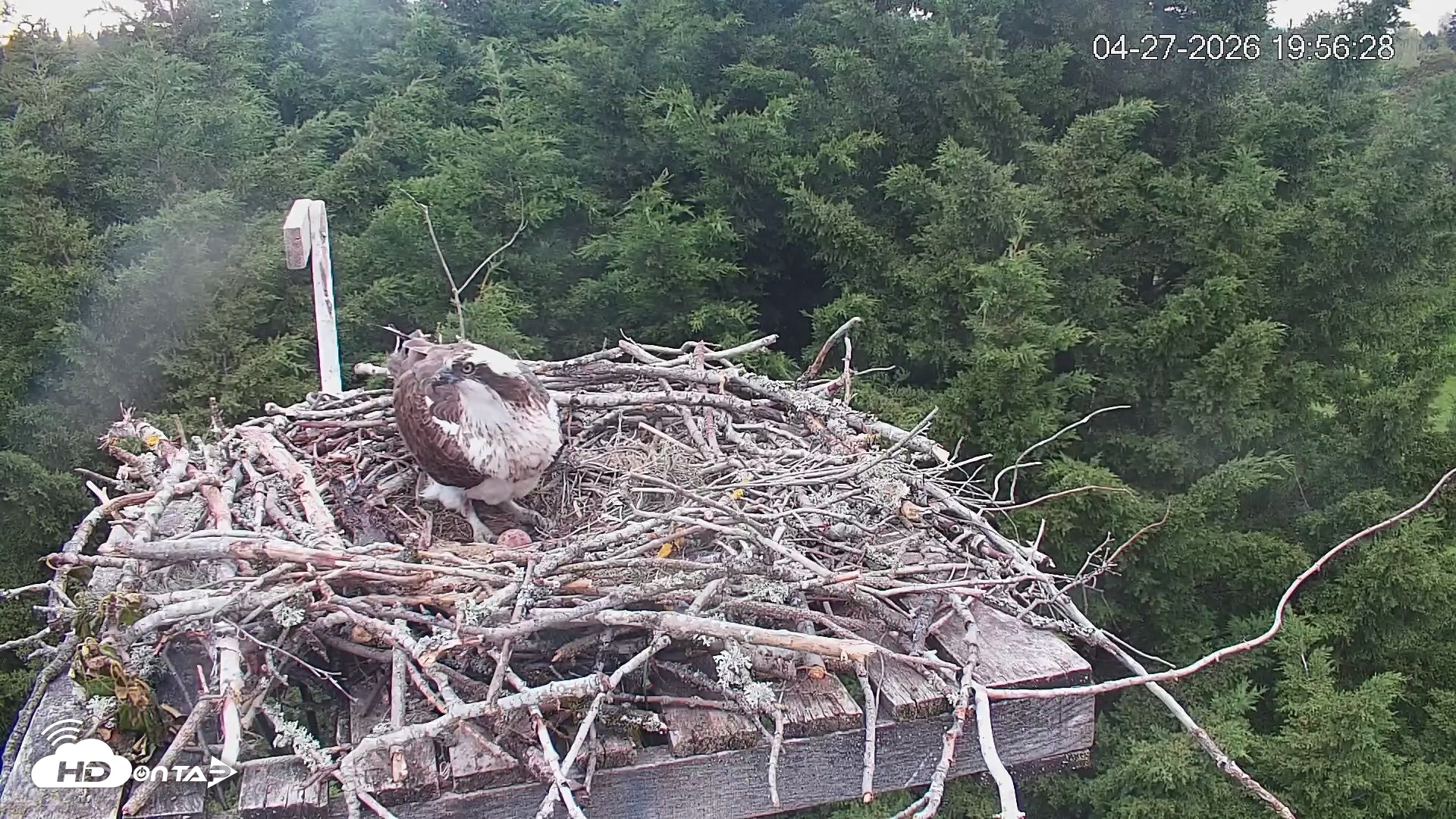 Snapshot of Medina Washington Live Osprey Nest Webcam taken Apr 27, 2026, 7:57pm PDT