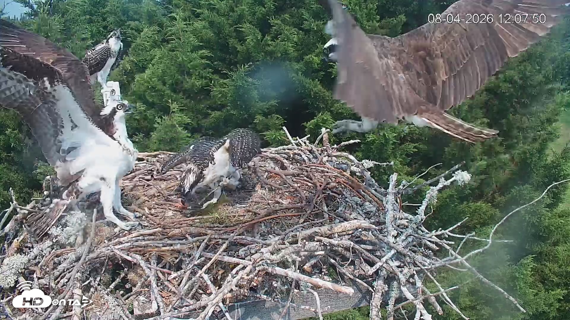Snapshot of Medina Washington Live Osprey Nest Webcam taken Aug 4, 2026, 12:08pm PDT