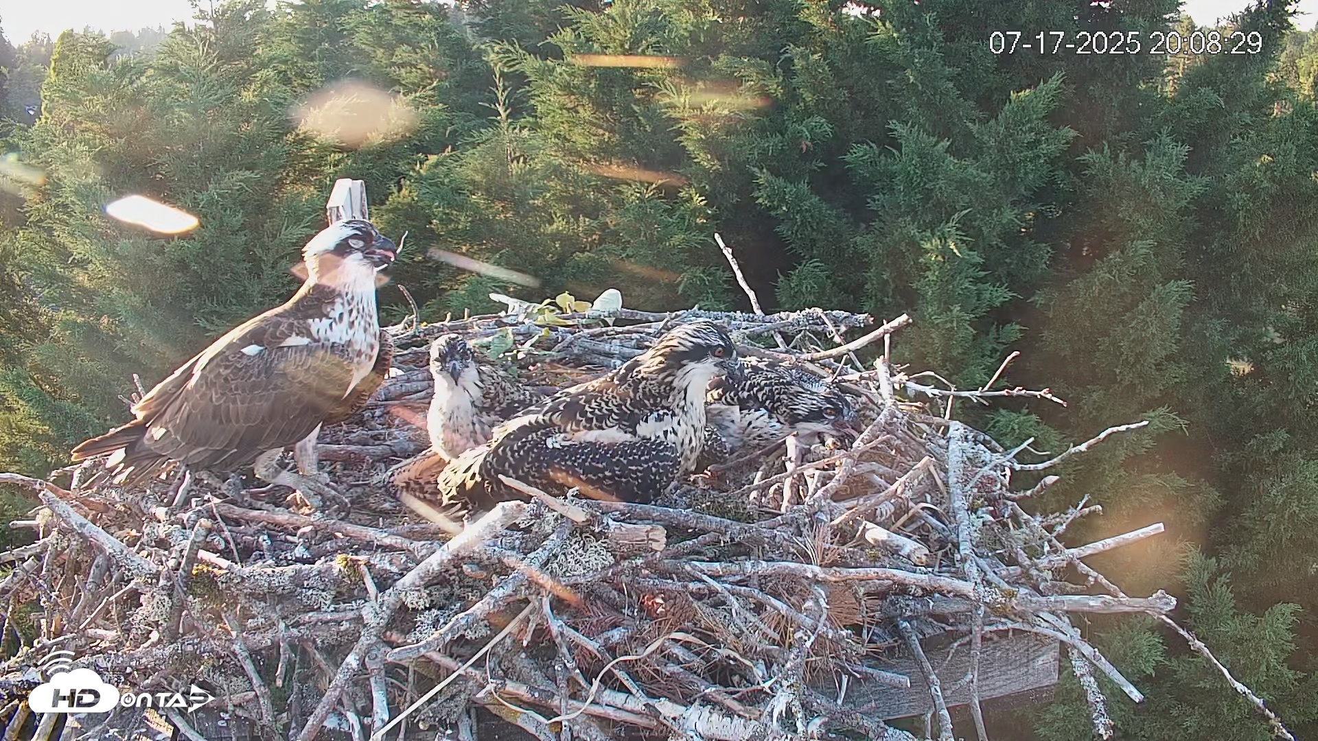 Snapshot of Medina Washington Live Osprey Nest Webcam taken Jul 17, 2025, 8:09pm PDT