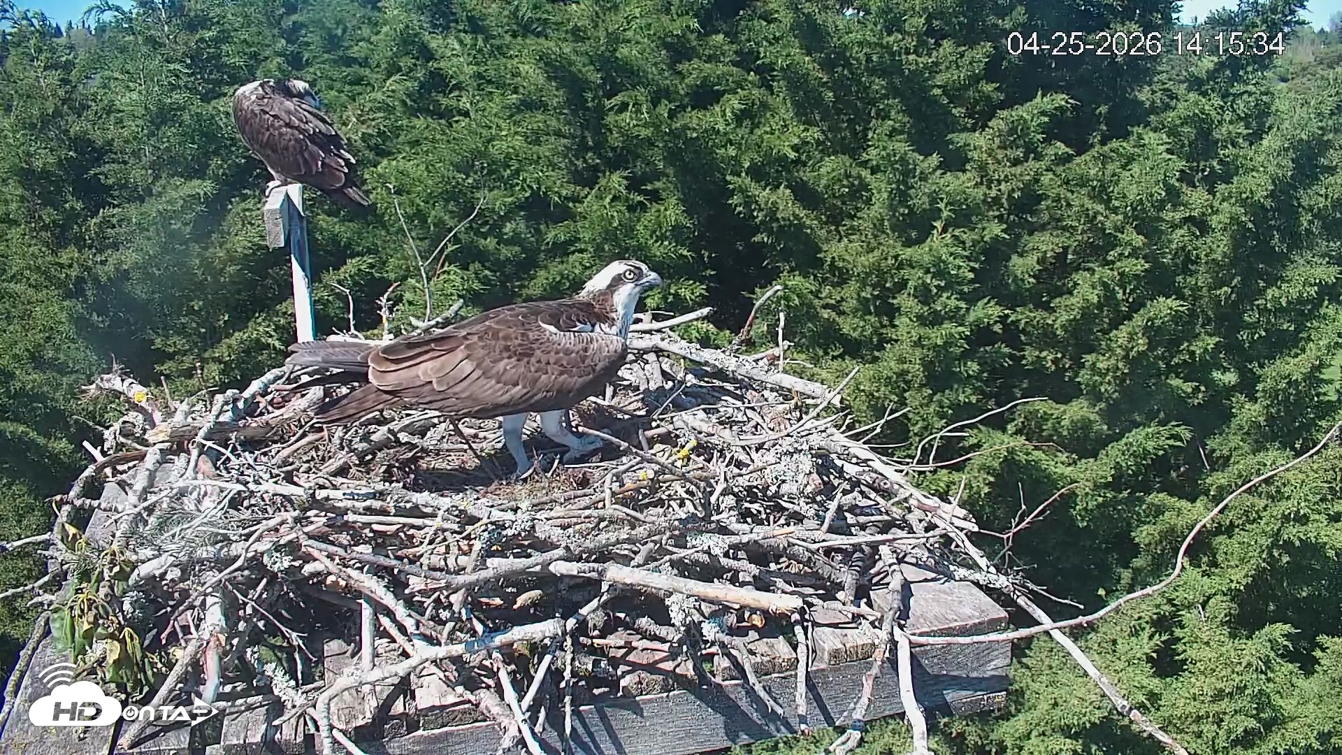 Snapshot of Medina Washington Live Osprey Nest Webcam taken Apr 25, 2026, 2:16pm PDT
