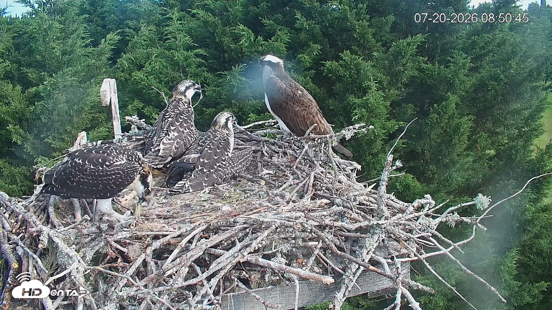 Snapshot of Medina Washington Live Osprey Nest Webcam taken Jul 20, 2026, 8:51am PDT