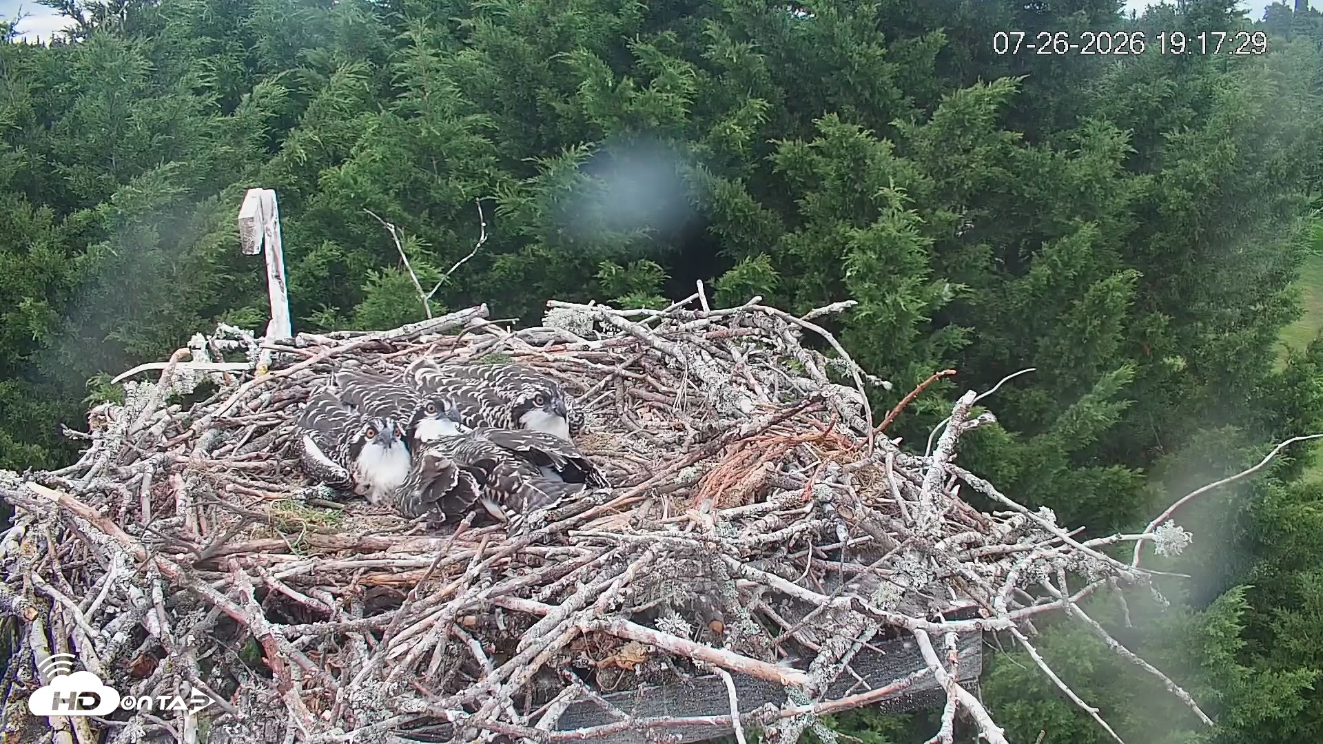 Snapshot of Medina Washington Live Osprey Nest Webcam taken Jul 26, 2026, 7:18pm PDT