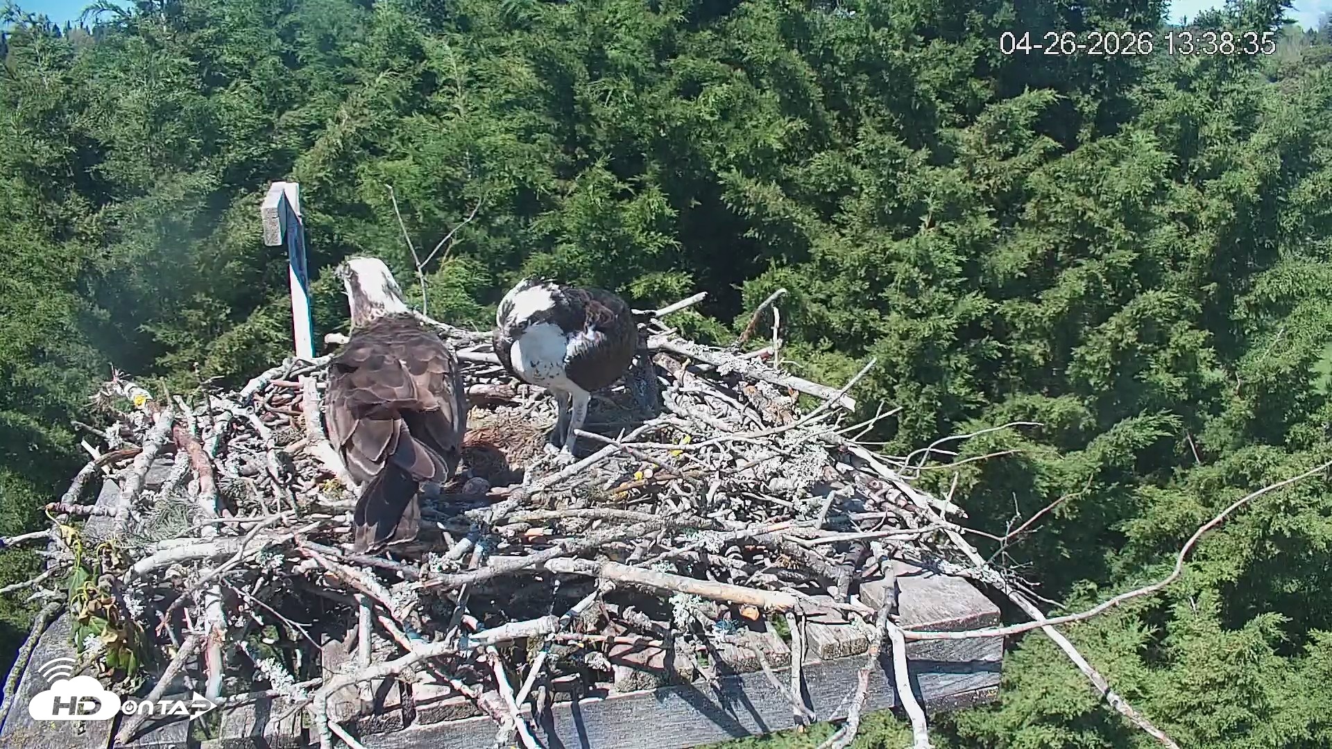 Snapshot of Medina Washington Live Osprey Nest Webcam taken Apr 26, 2026, 1:39pm PDT