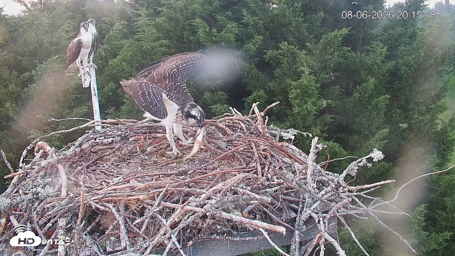 Snapshot of Medina Washington Live Osprey Nest Webcam taken Aug 6, 2026, 8:16pm PDT