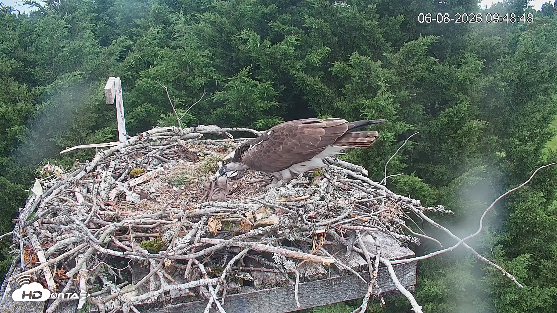 Snapshot of Medina Washington Live Osprey Nest Webcam taken Jun 8, 2026, 9:49am PDT