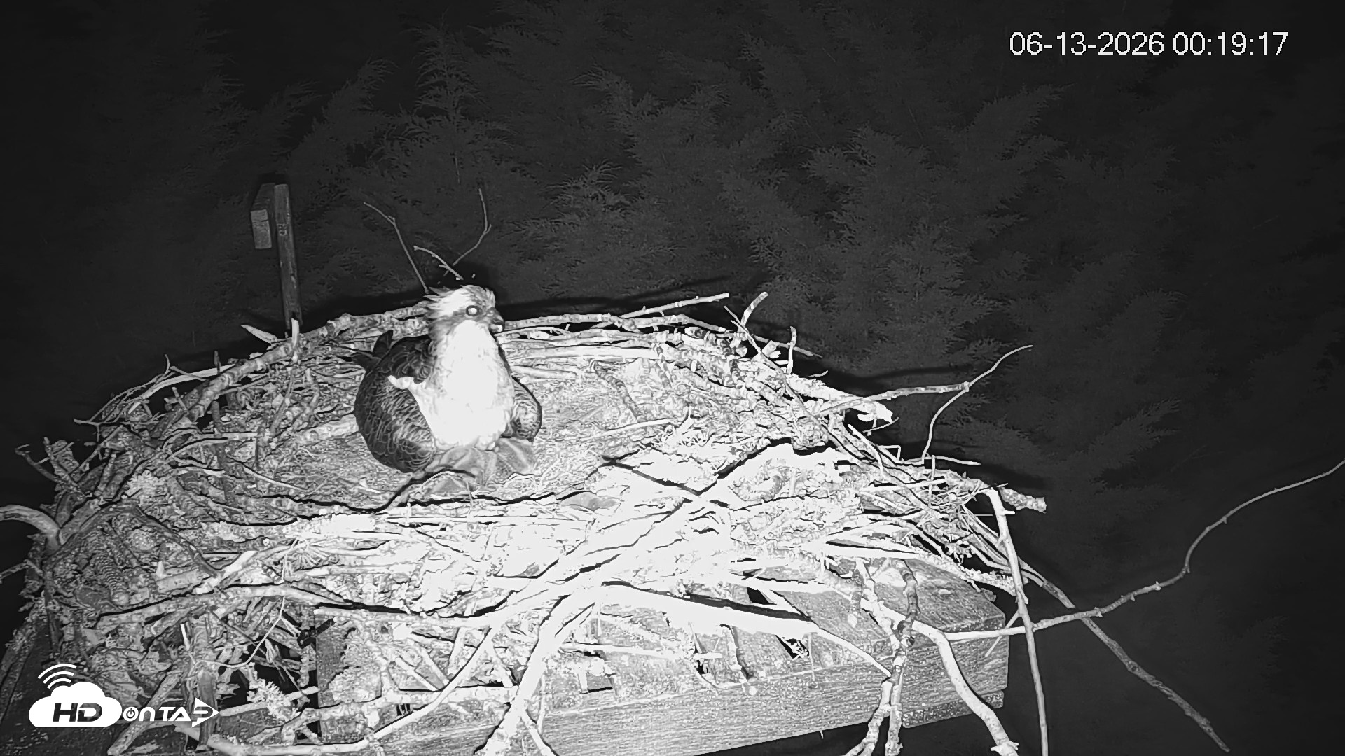 Snapshot of Medina Washington Live Osprey Nest Webcam taken Jun 13, 2026, 12:20am PDT