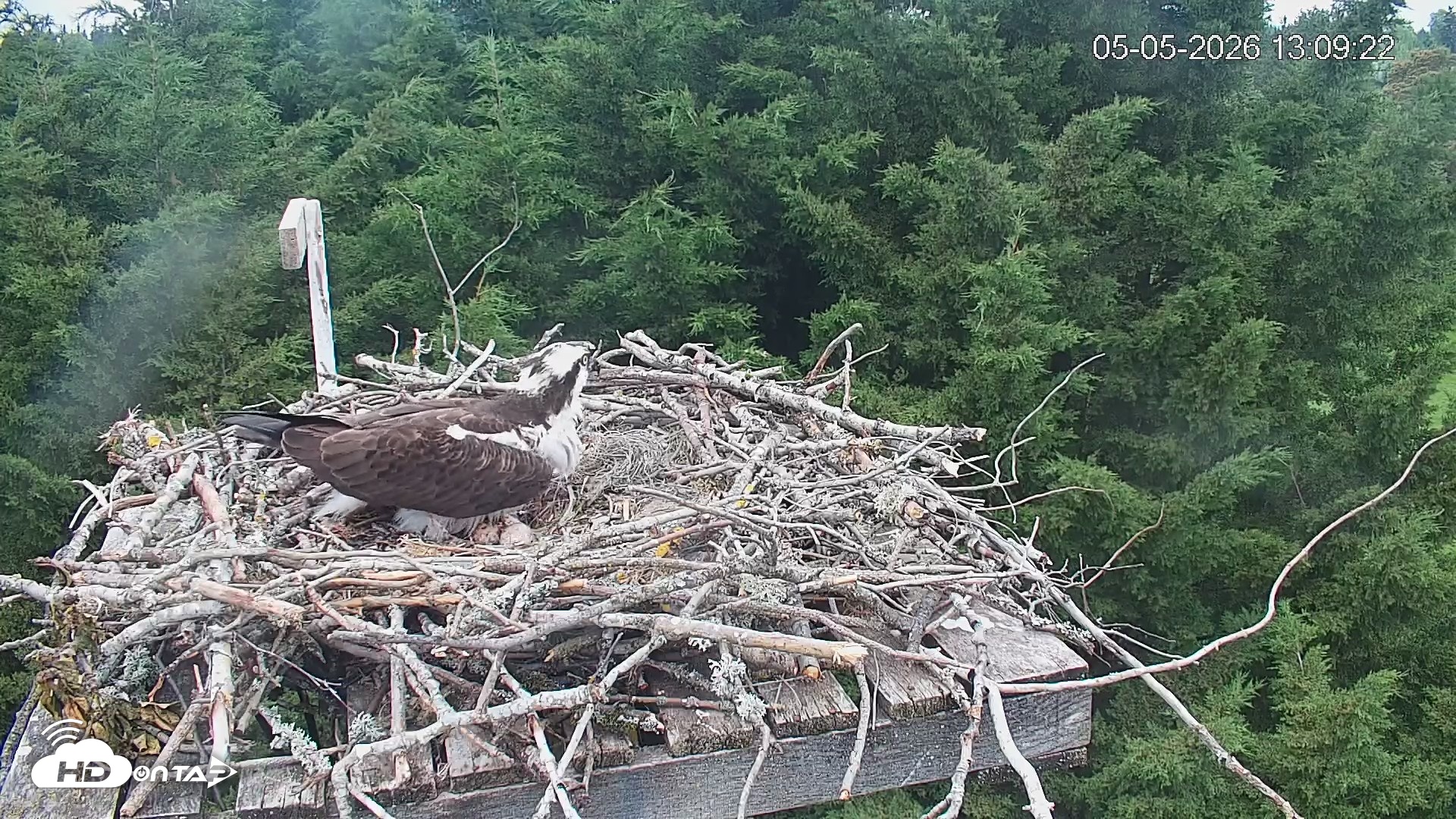 Snapshot of Medina Washington Live Osprey Nest Webcam taken May 5, 2026, 1:10pm PDT