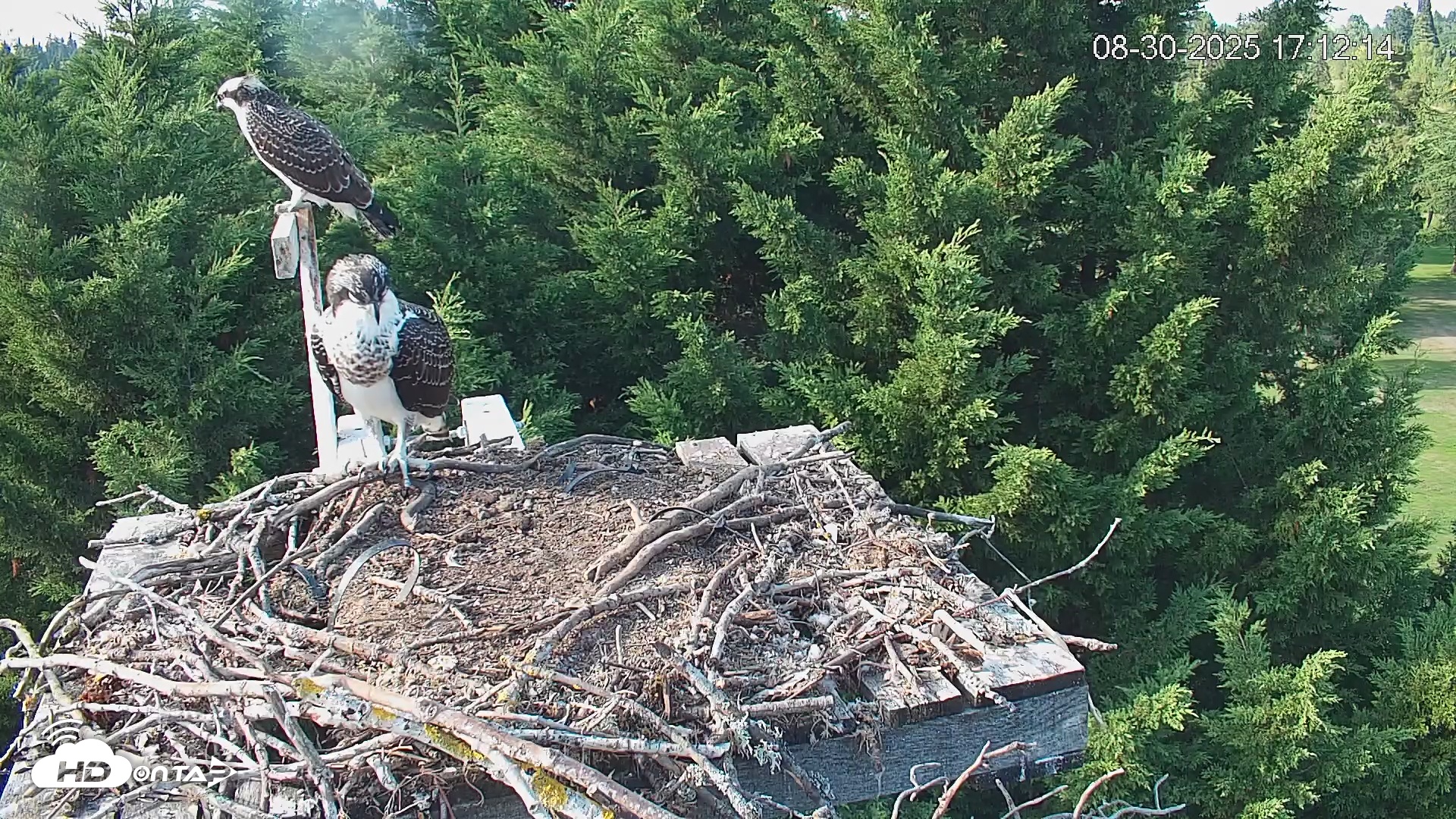 Snapshot of Medina Washington Live Osprey Nest Webcam taken Aug 30, 2025, 5:13pm PDT
