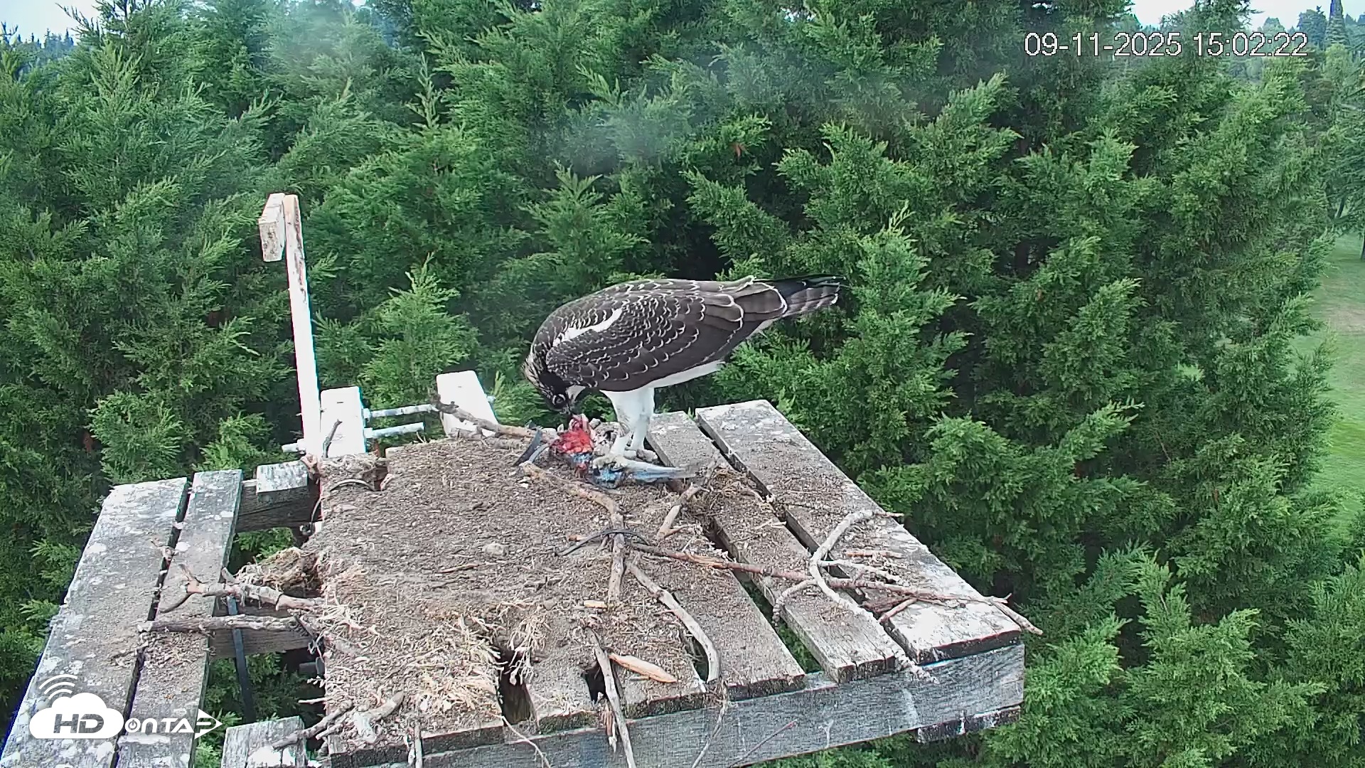Snapshot of Medina Washington Live Osprey Nest Webcam taken Sep 11, 2025, 3:03pm PDT