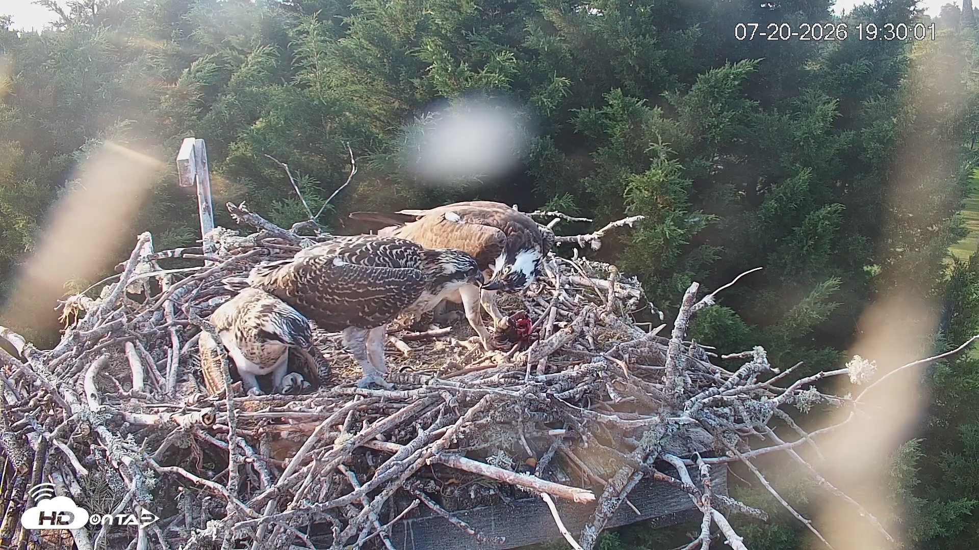 Snapshot of Medina Washington Live Osprey Nest Webcam taken Jul 20, 2026, 7:30pm PDT