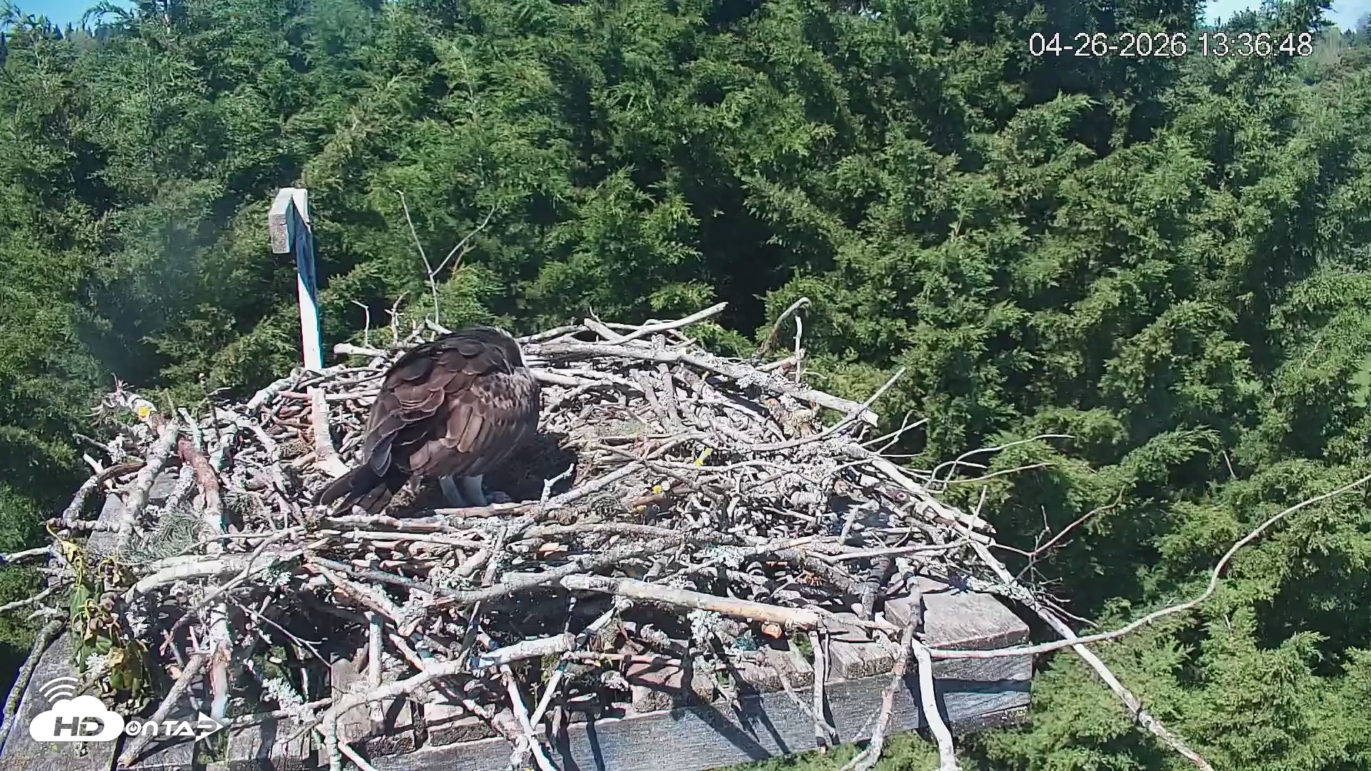 Snapshot of Medina Washington Live Osprey Nest Webcam taken Apr 26, 2026, 1:37pm PDT