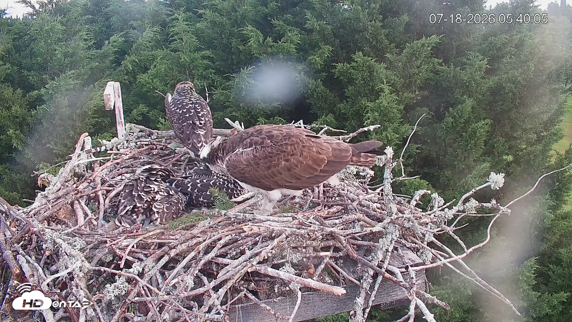 Snapshot of Medina Washington Live Osprey Nest Webcam taken Jul 18, 2026, 5:40am PDT