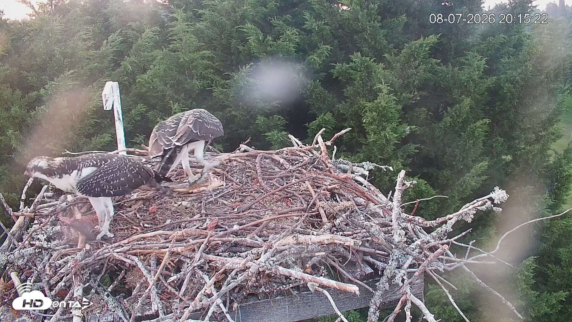 Snapshot of Medina Washington Live Osprey Nest Webcam taken Aug 7, 2026, 8:16pm PDT