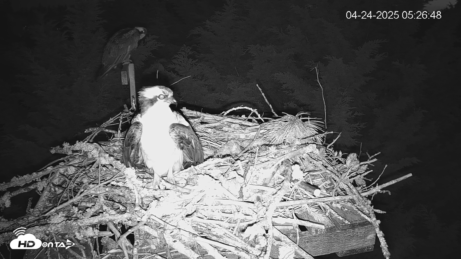 Snapshot of Medina Washington Live Osprey Nest Webcam taken Apr 24, 2025, 5:27am PDT