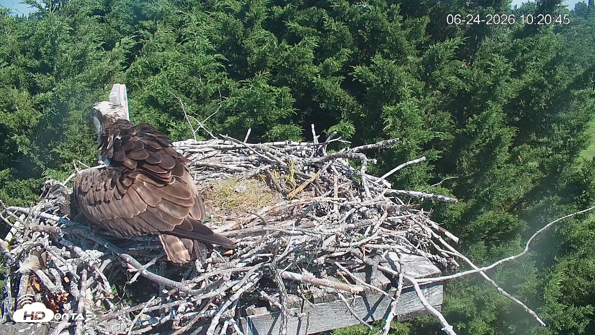 Snapshot of Medina Washington Live Osprey Nest Webcam taken Jun 24, 2026, 10:21am PDT