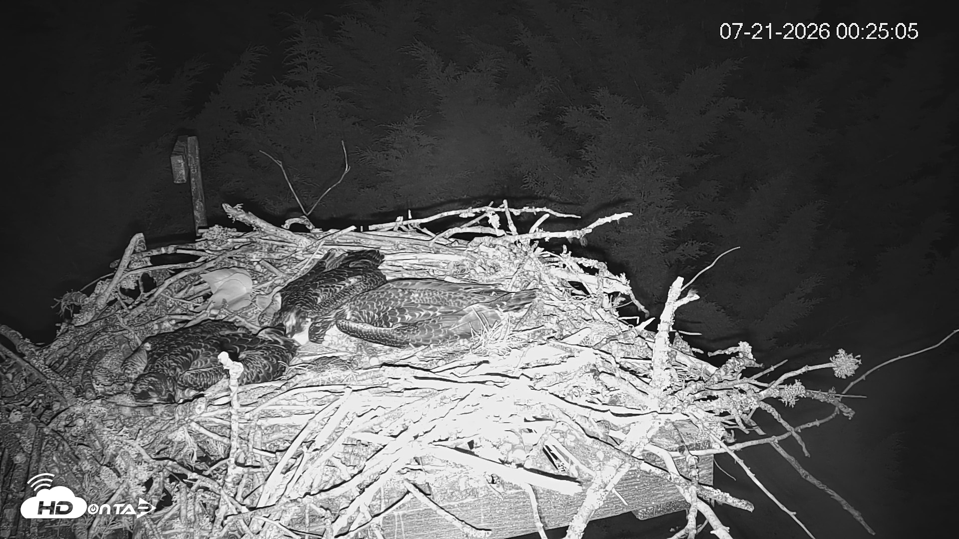Snapshot of Medina Washington Live Osprey Nest Webcam taken Jul 21, 2026, 12:25am PDT