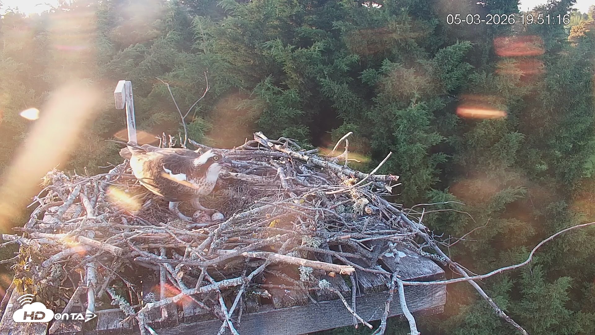 Snapshot of Medina Washington Live Osprey Nest Webcam taken May 3, 2026, 7:52pm PDT
