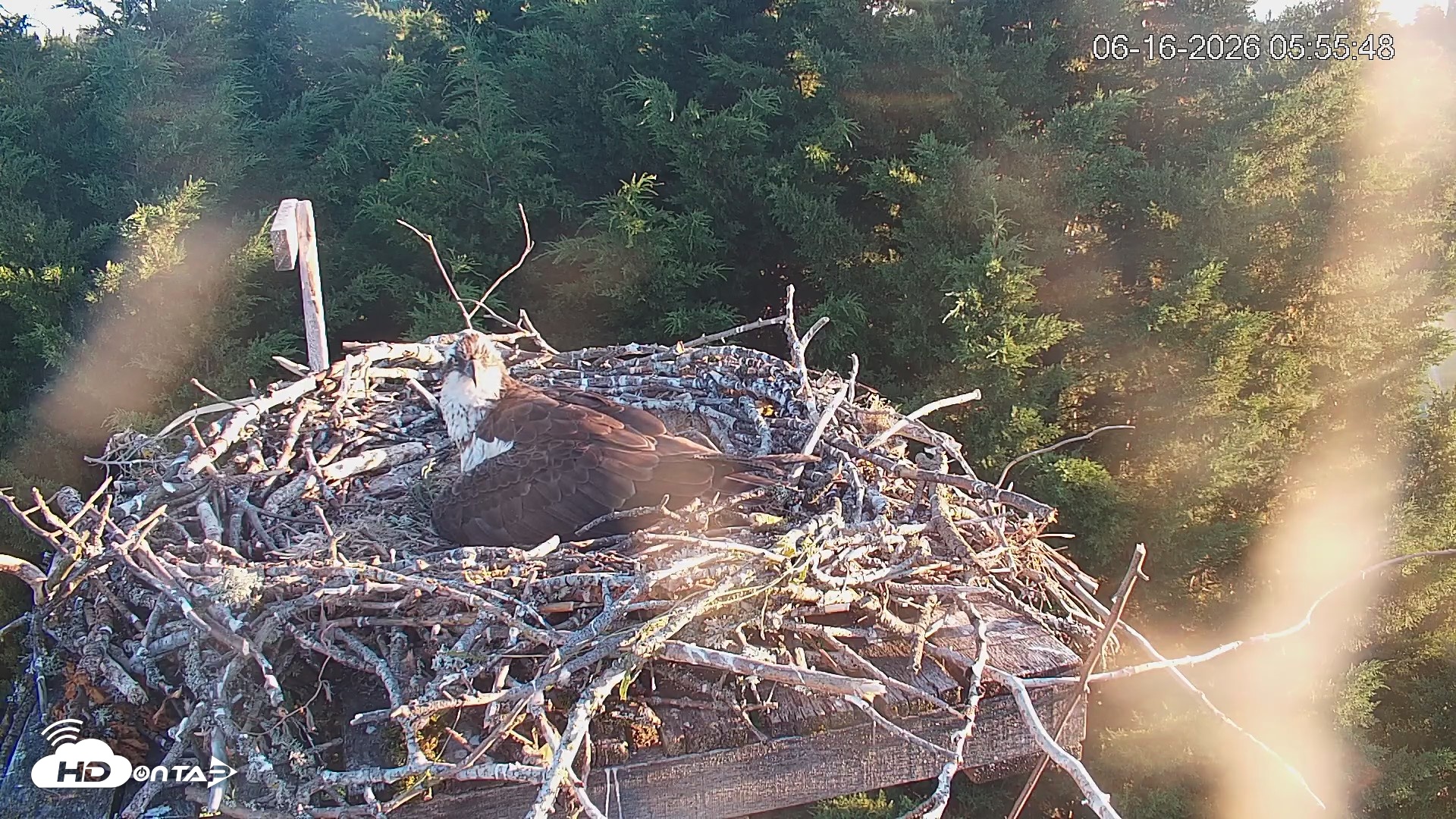 Snapshot of Medina Washington Live Osprey Nest Webcam taken Jun 16, 2026, 5:56am PDT