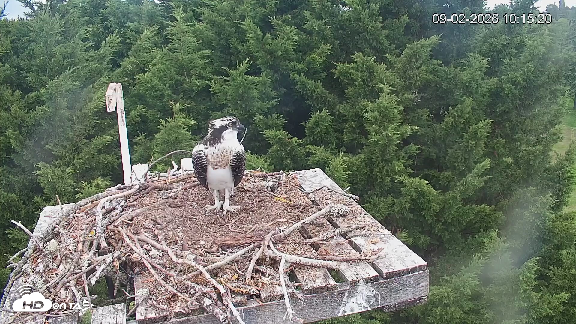 Snapshot of Medina Washington Live Osprey Nest Webcam taken Sep 2, 2026, 10:18am PDT