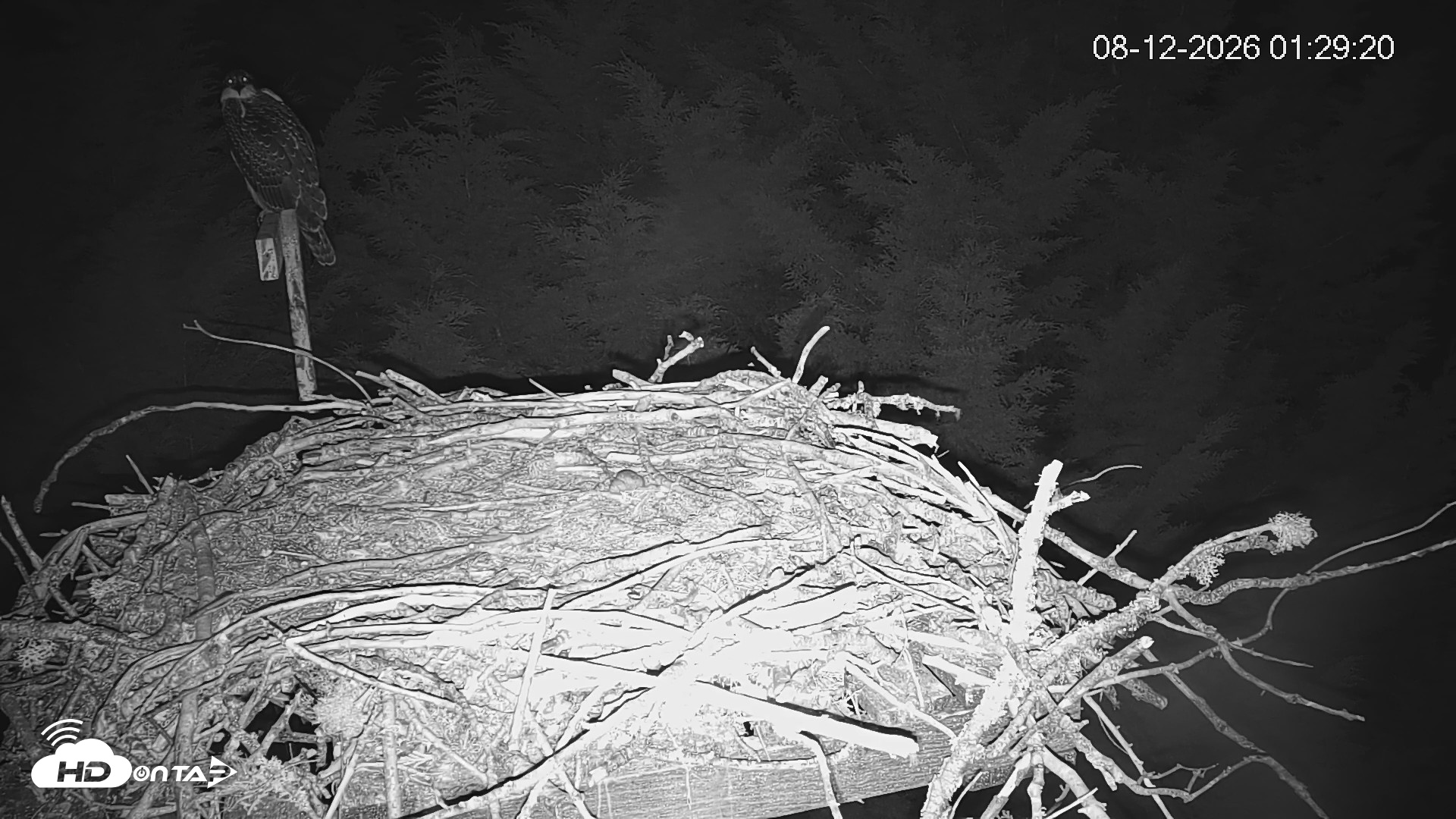 Snapshot of Medina Washington Live Osprey Nest Webcam taken Aug 12, 2026, 1:30am PDT