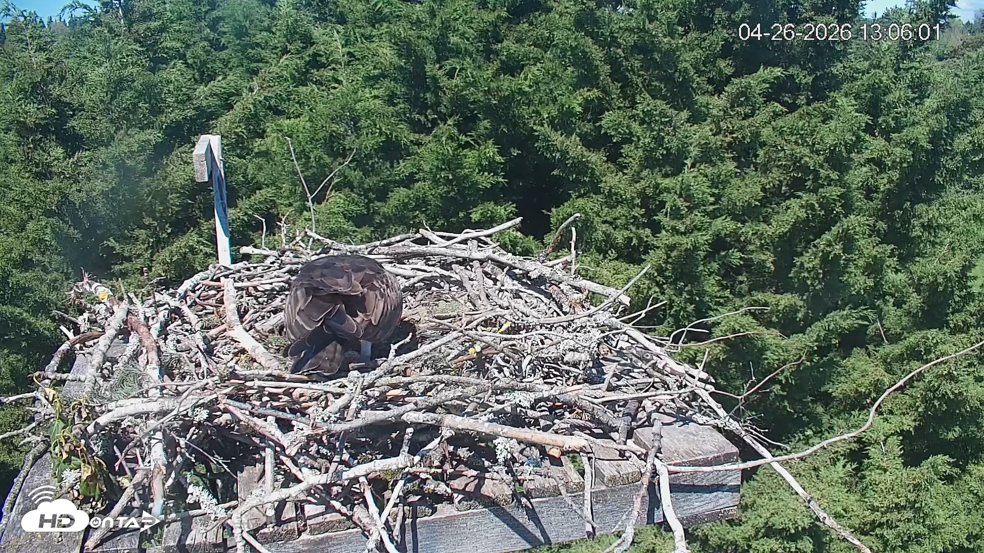 Snapshot of Medina Washington Live Osprey Nest Webcam taken Apr 26, 2026, 1:06pm PDT