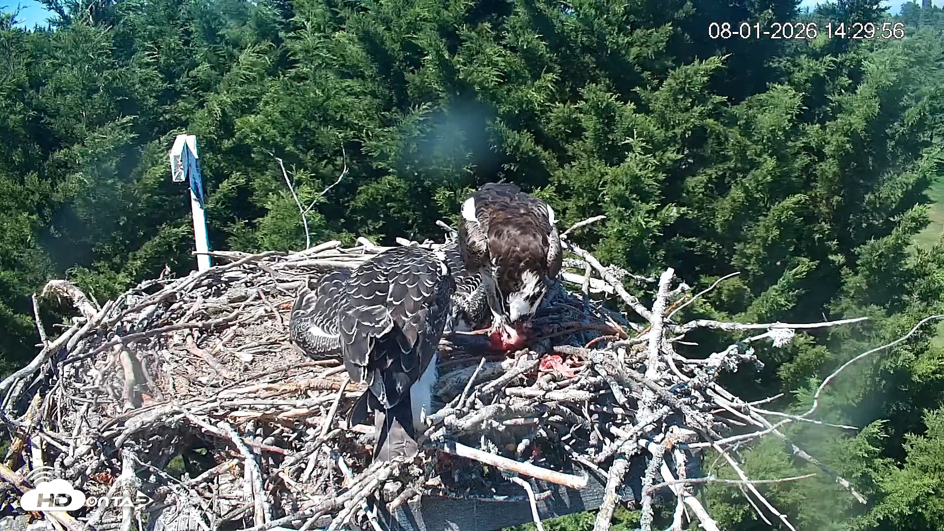 Snapshot of Medina Washington Live Osprey Nest Webcam taken Aug 1, 2026, 2:31pm PDT