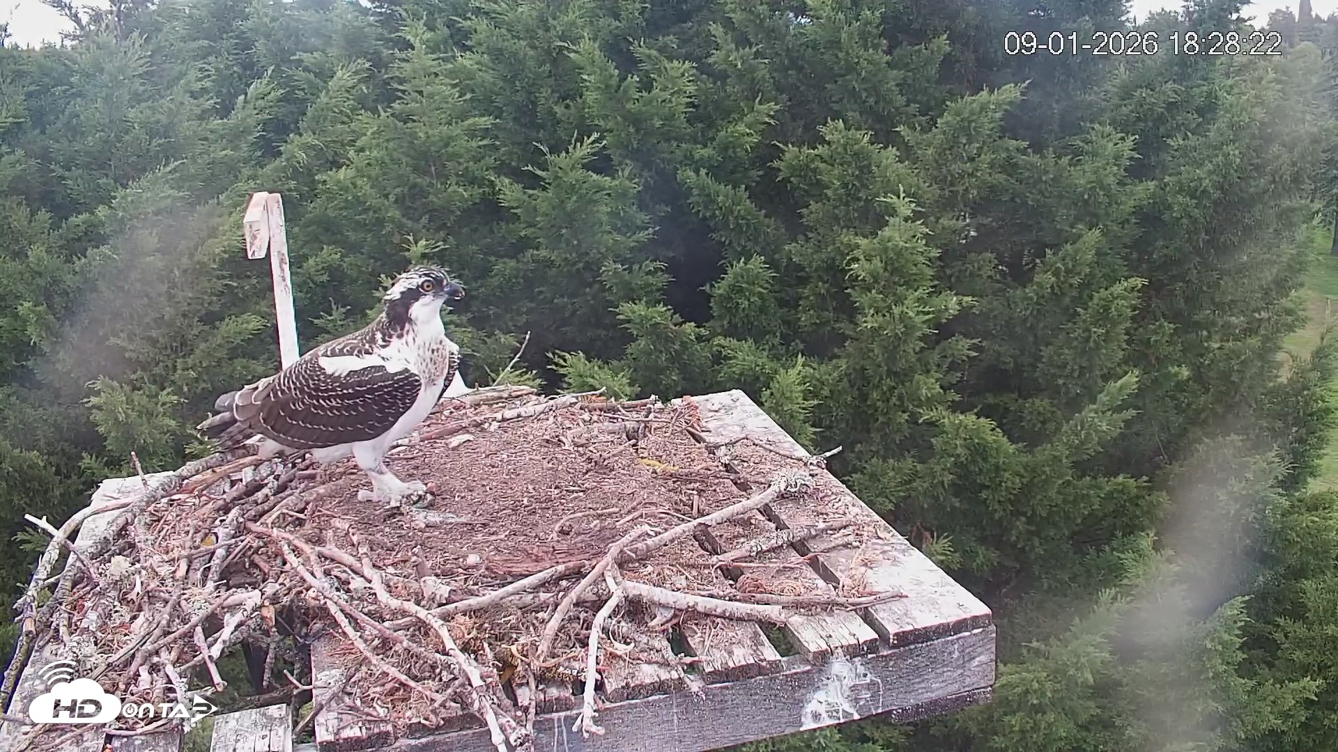 Snapshot of Medina Washington Live Osprey Nest Webcam taken Sep 1, 2026, 6:29pm PDT