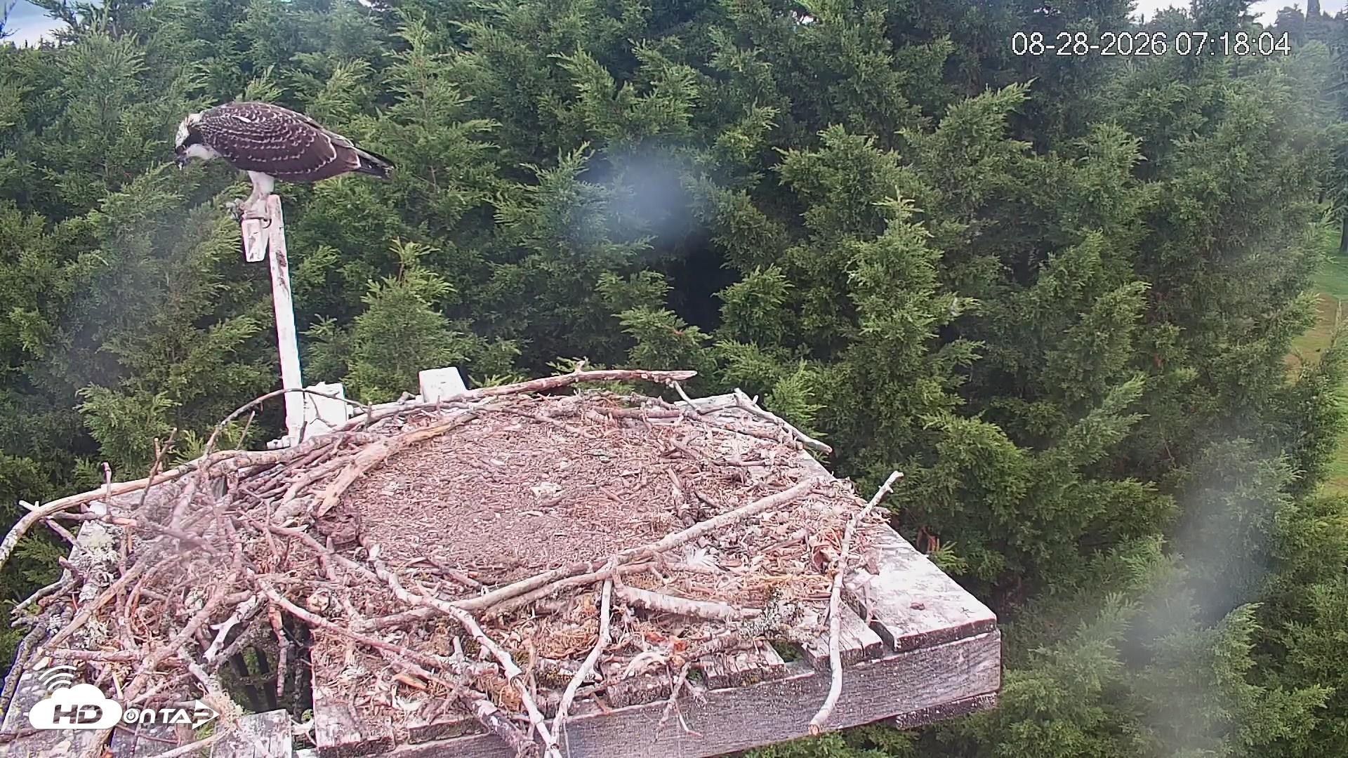 Snapshot of Medina Washington Live Osprey Nest Webcam taken Aug 28, 2026, 7:19am PDT