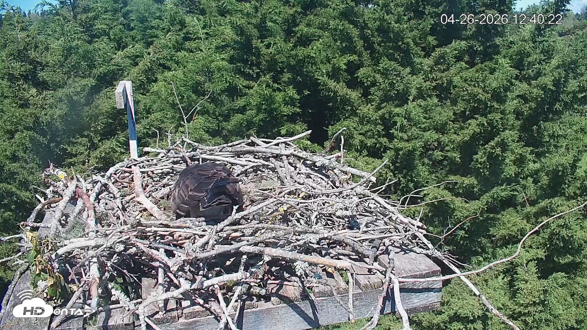 Snapshot of Medina Washington Live Osprey Nest Webcam taken Apr 26, 2026, 12:41pm PDT