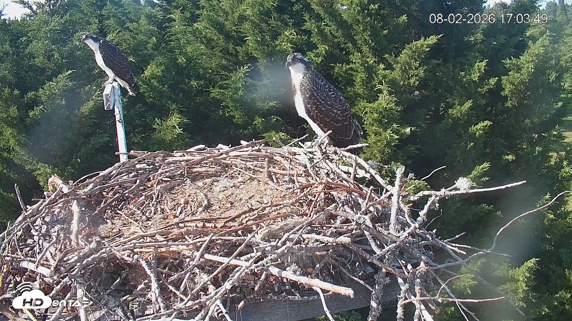 Snapshot of Medina Washington Live Osprey Nest Webcam taken Aug 2, 2026, 5:04pm PDT
