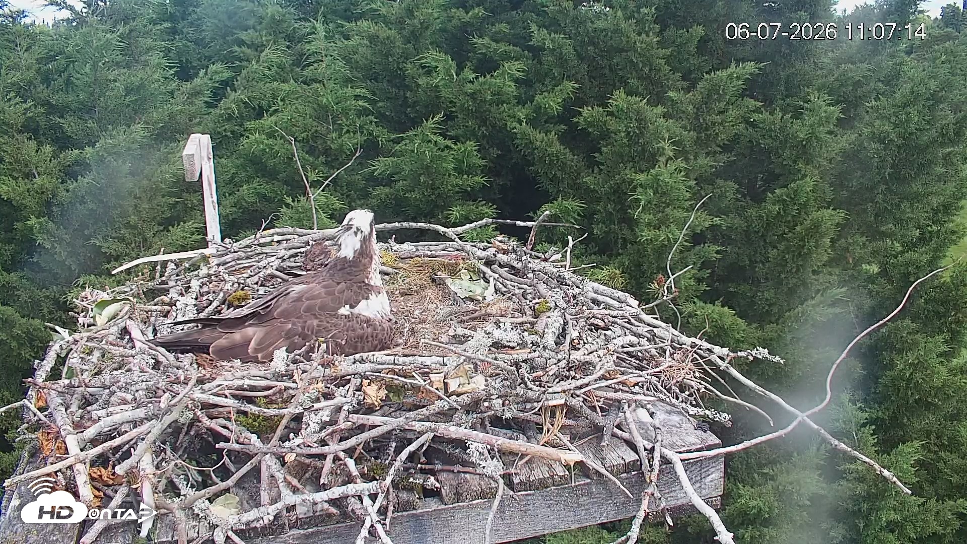Snapshot of Medina Washington Live Osprey Nest Webcam taken Jun 7, 2026, 11:07am PDT