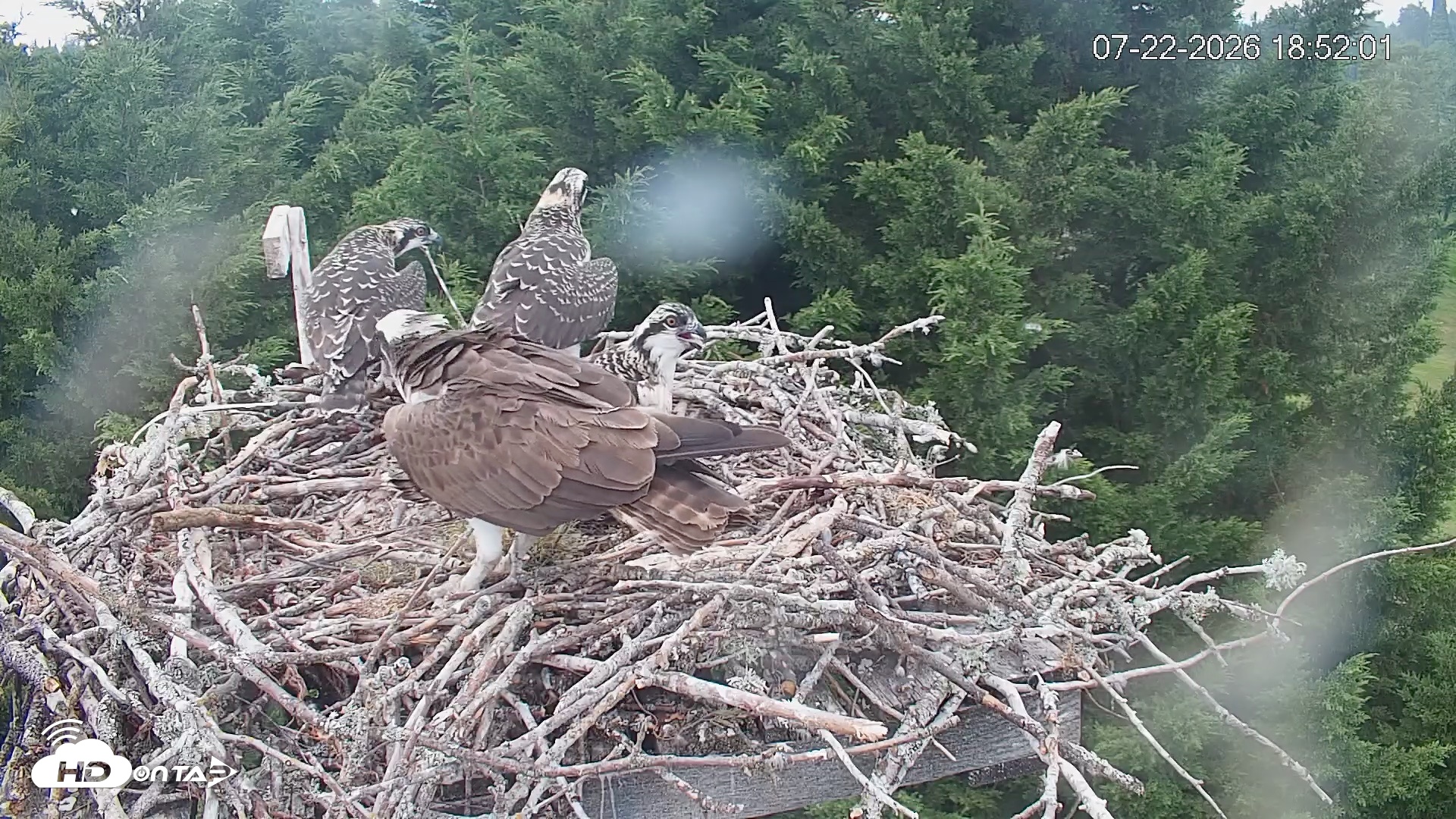 Snapshot of Medina Washington Live Osprey Nest Webcam taken Jul 22, 2026, 6:52pm PDT
