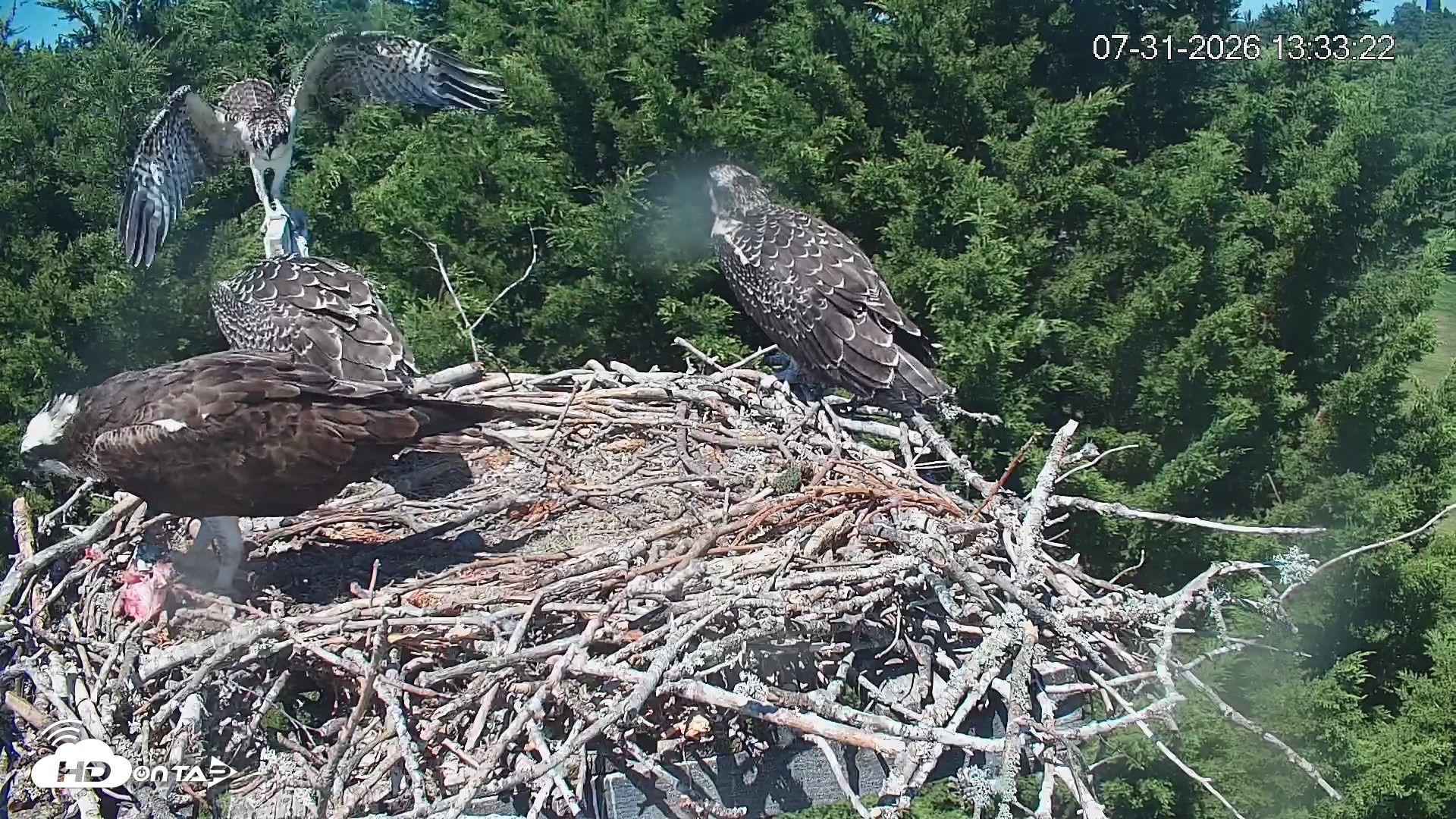 Snapshot of Medina Washington Live Osprey Nest Webcam taken Jul 31, 2026, 1:34pm PDT