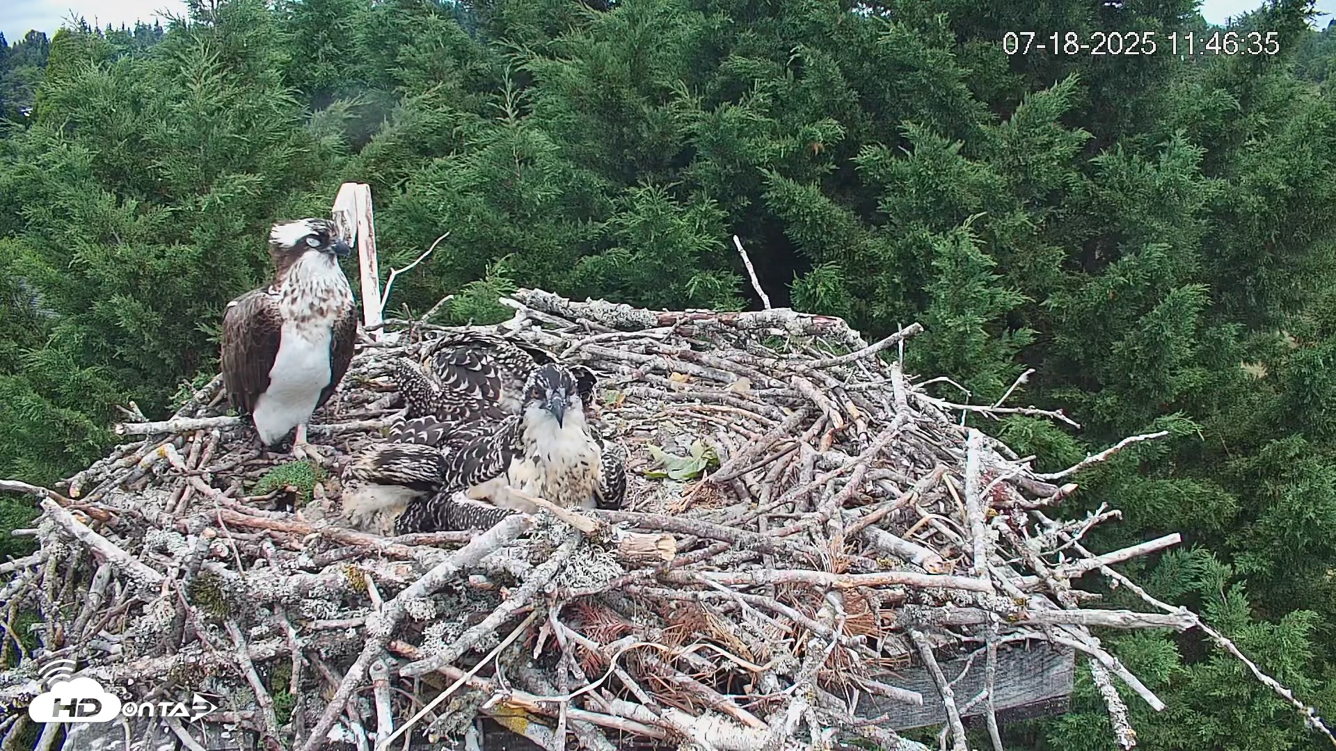 Snapshot of Medina Washington Live Osprey Nest Webcam taken Jul 18, 2025, 11:47am PDT