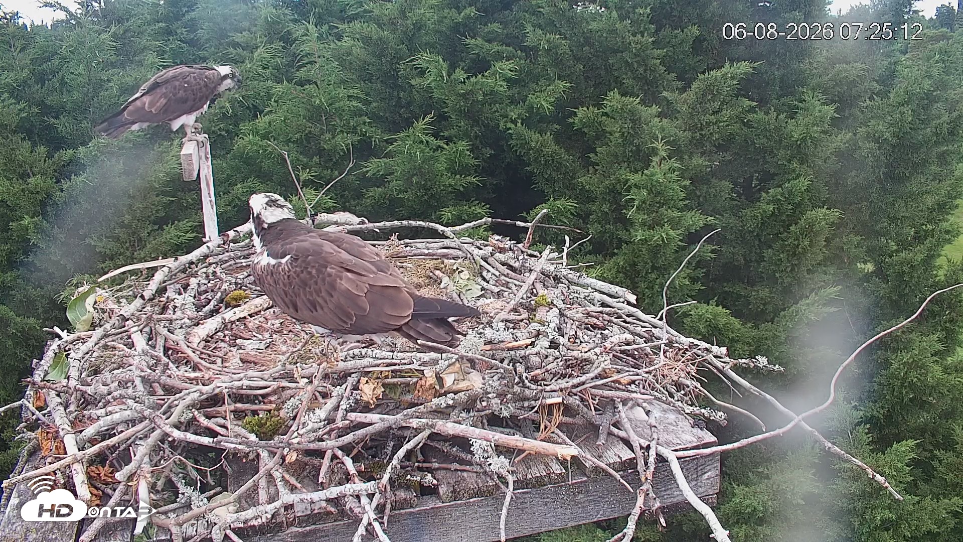 Snapshot of Medina Washington Live Osprey Nest Webcam taken Jun 8, 2026, 7:25am PDT