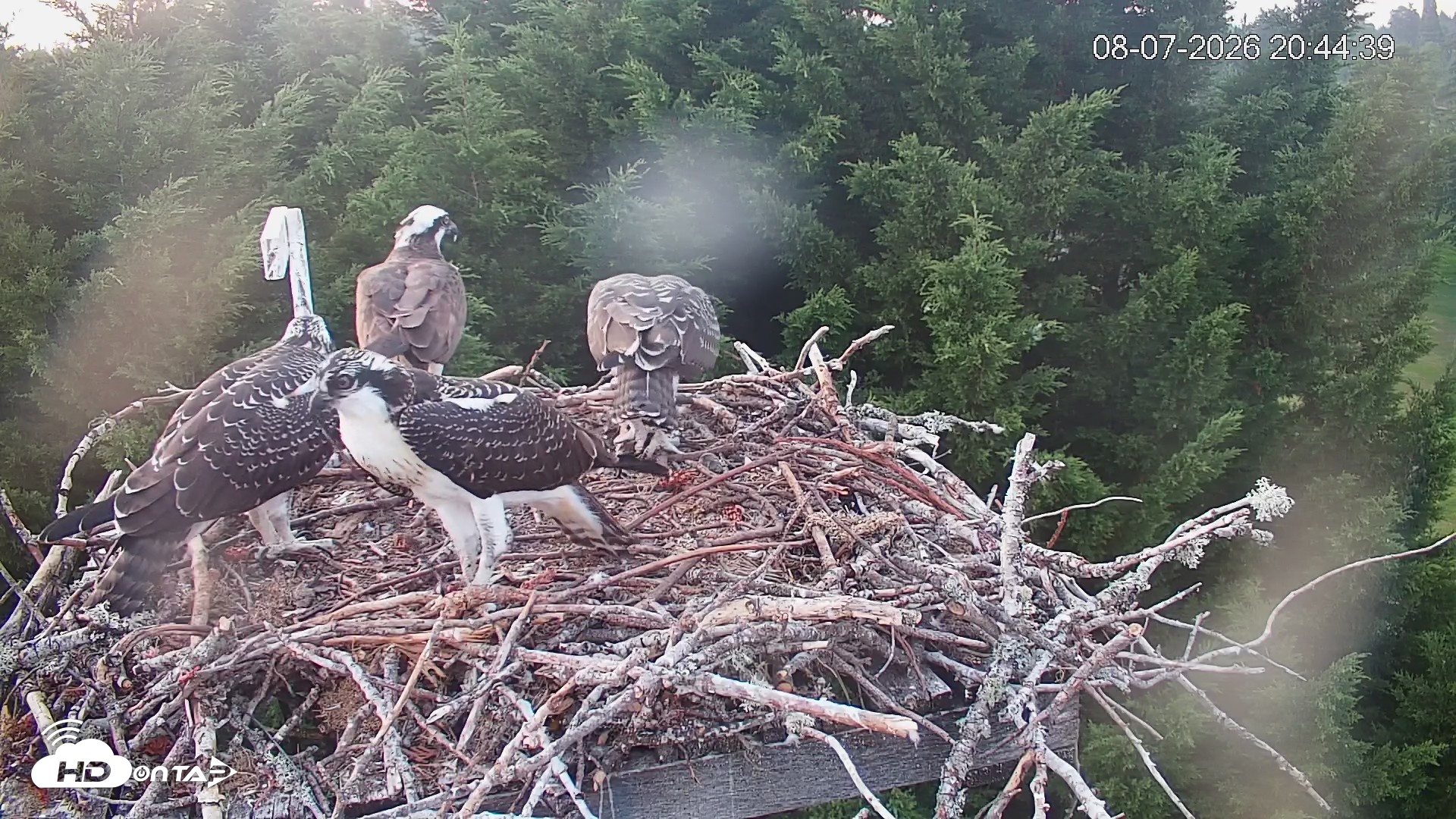 Snapshot of Medina Washington Live Osprey Nest Webcam taken Aug 7, 2026, 8:45pm PDT