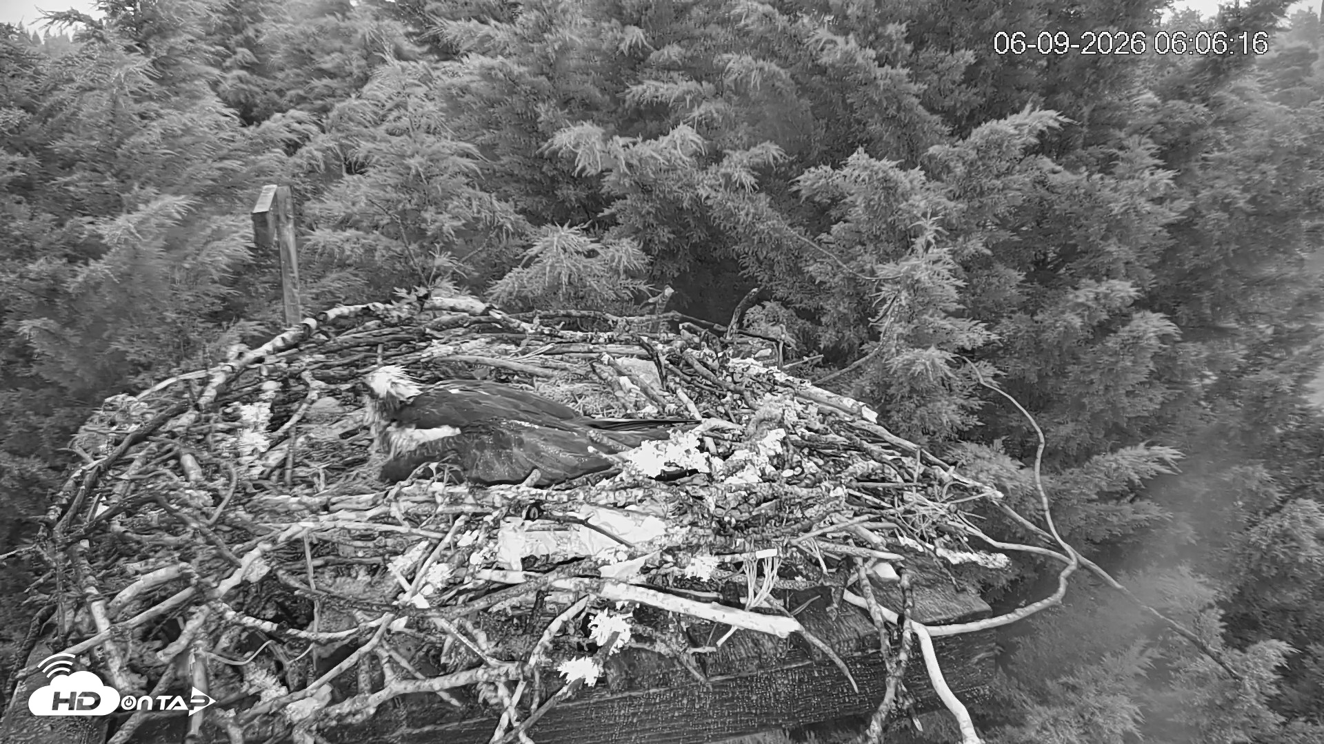 Snapshot of Medina Washington Live Osprey Nest Webcam taken Jun 9, 2026, 6:07am PDT