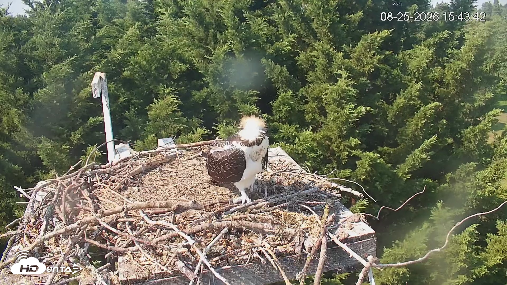 Snapshot of Medina Washington Live Osprey Nest Webcam taken Aug 25, 2026, 3:44pm PDT