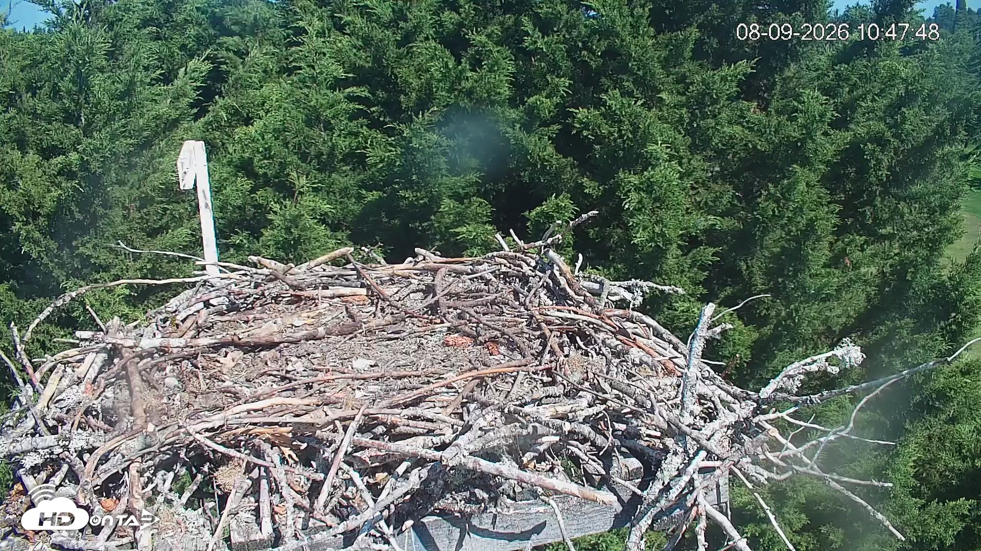 Snapshot of Medina Washington Live Osprey Nest Webcam taken Aug 9, 2026, 10:48am PDT