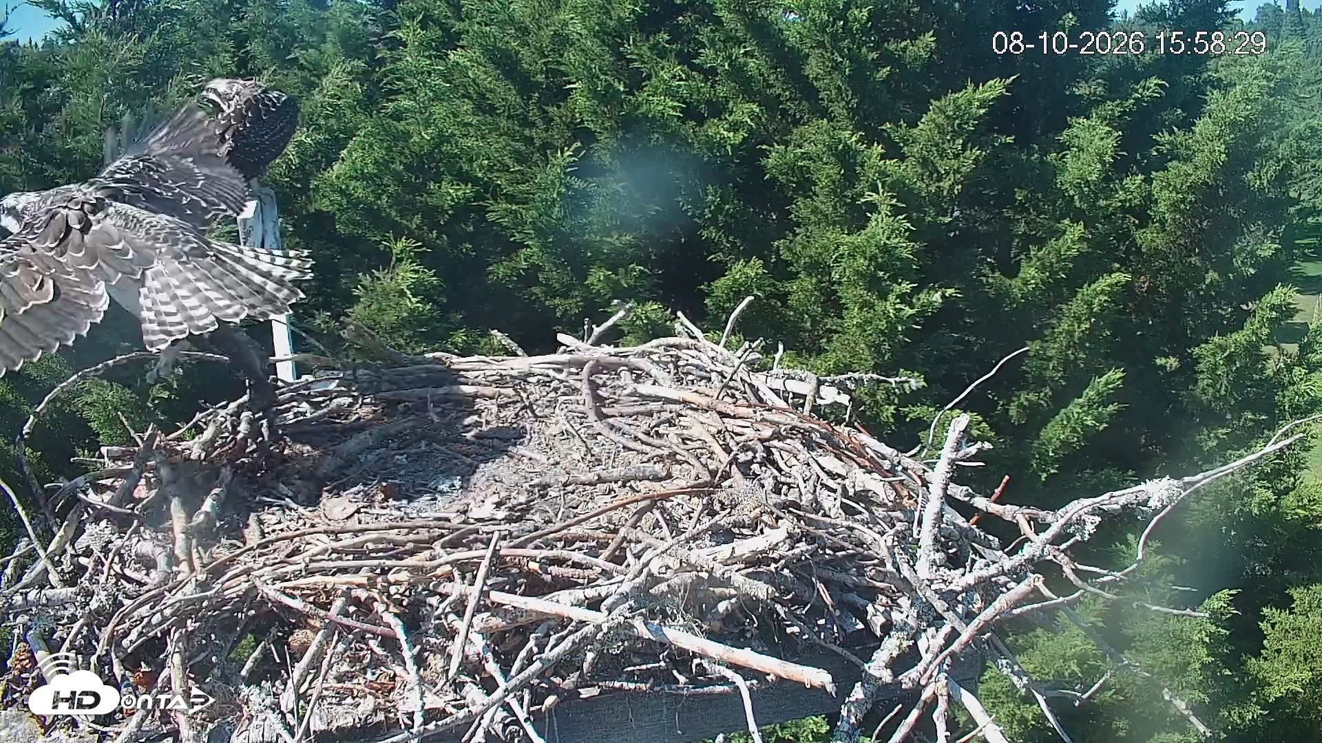 Snapshot of Medina Washington Live Osprey Nest Webcam taken Aug 10, 2026, 3:59pm PDT