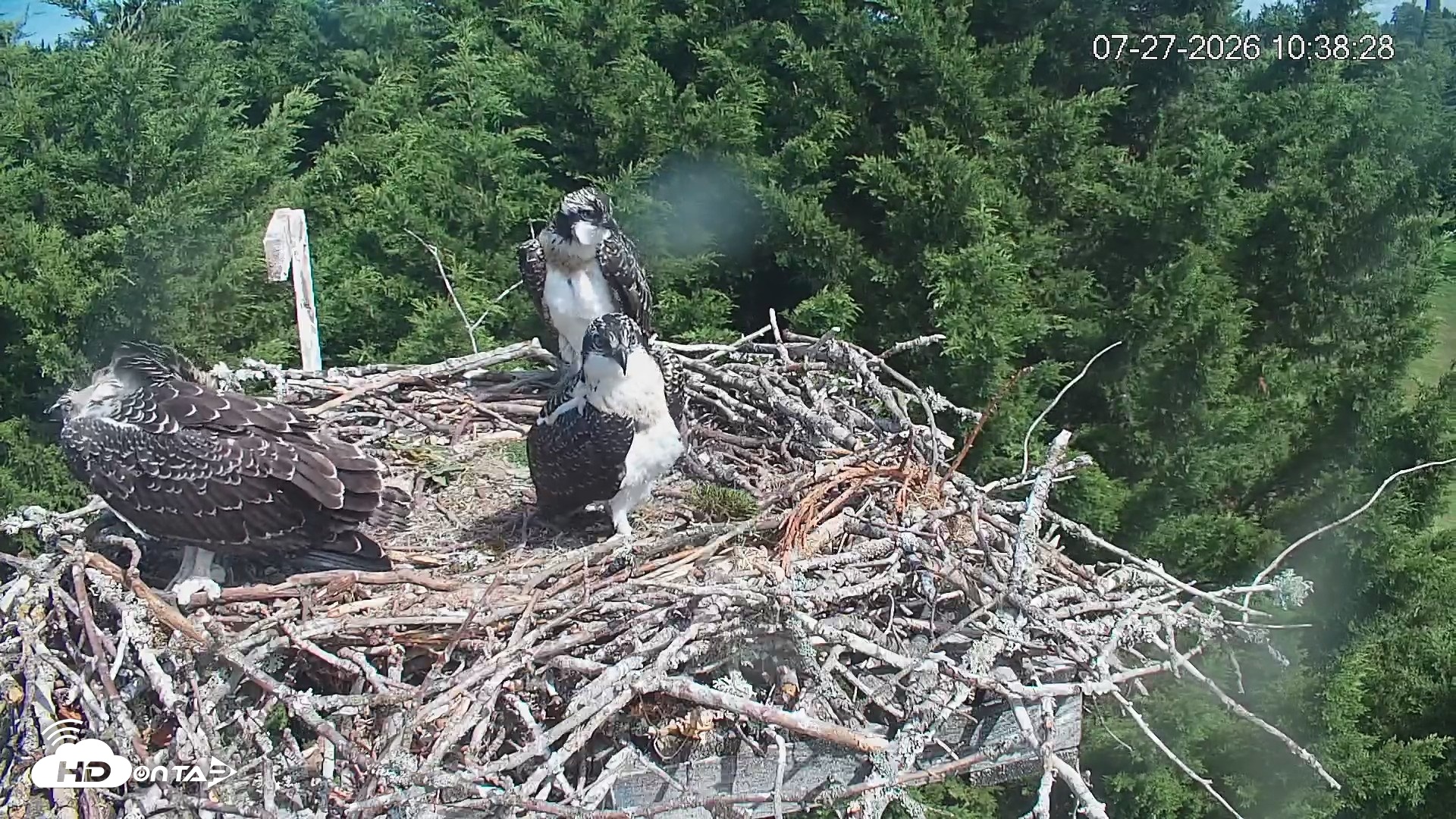 Snapshot of Medina Washington Live Osprey Nest Webcam taken Jul 27, 2026, 10:39am PDT